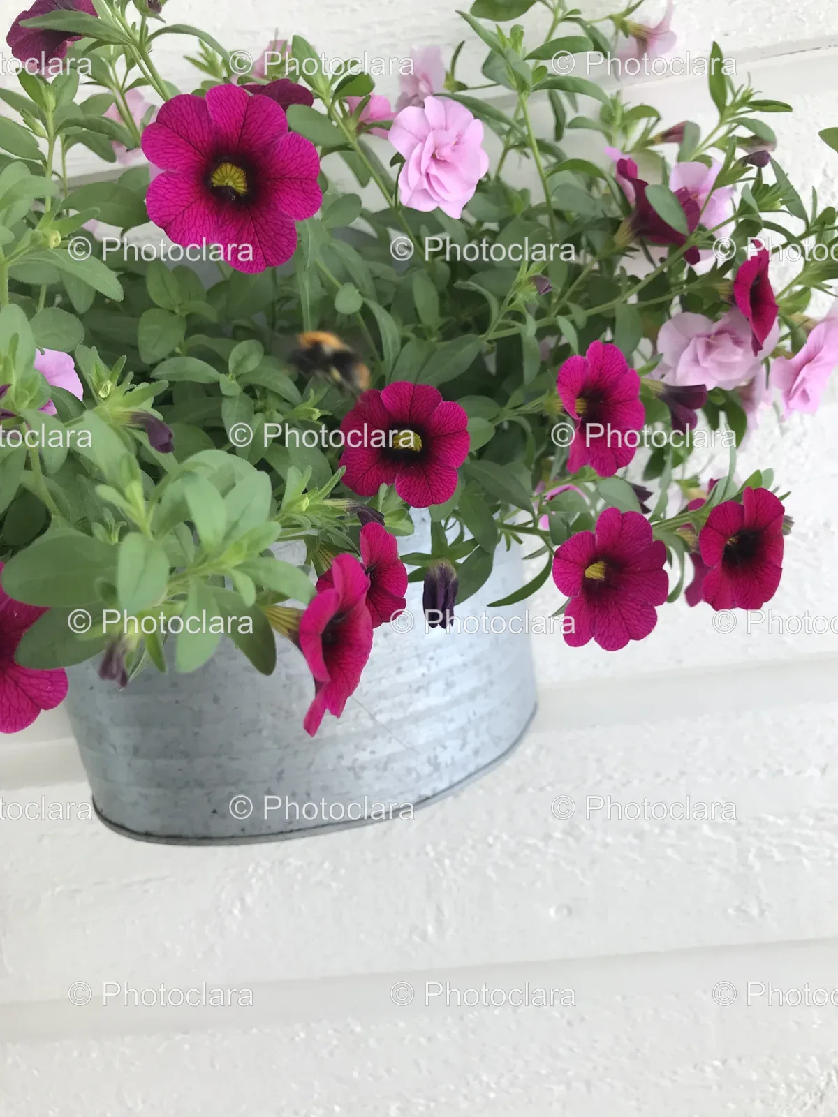 Charming-Pot-of-Flowers-on-a-Wall.jpg