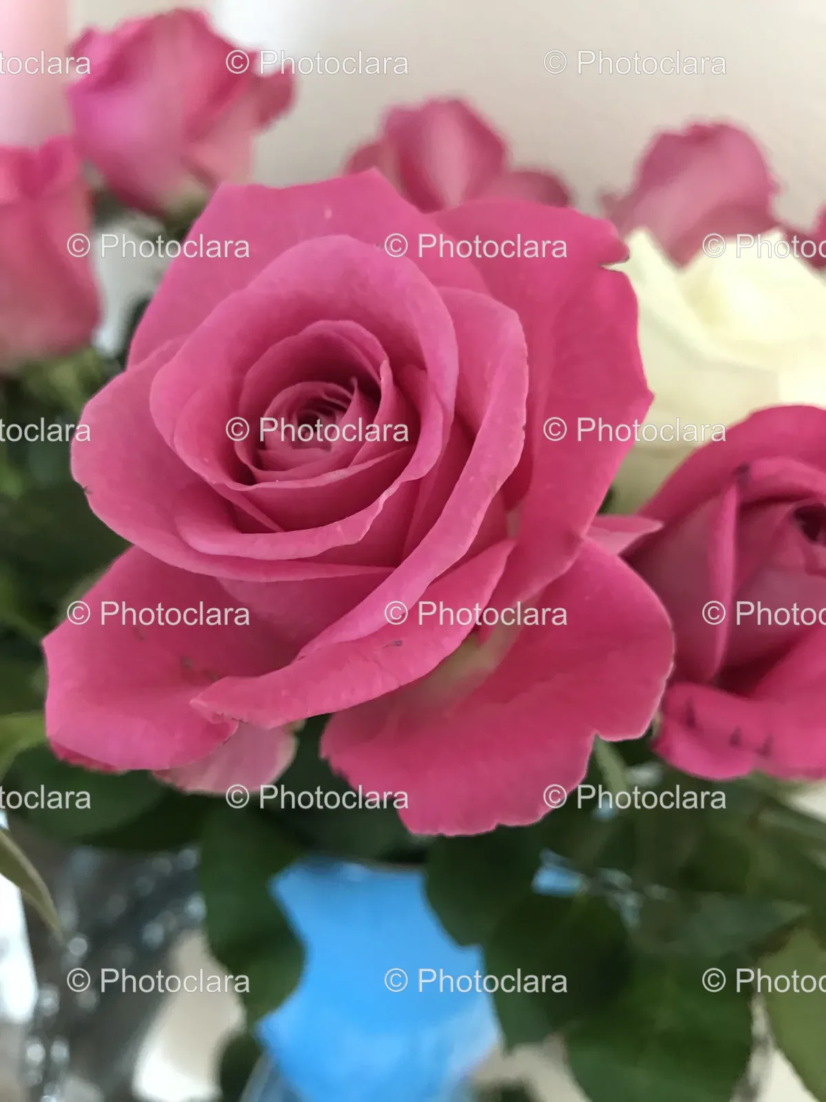 Close-Up-of-a-Pink-Rose.jpg