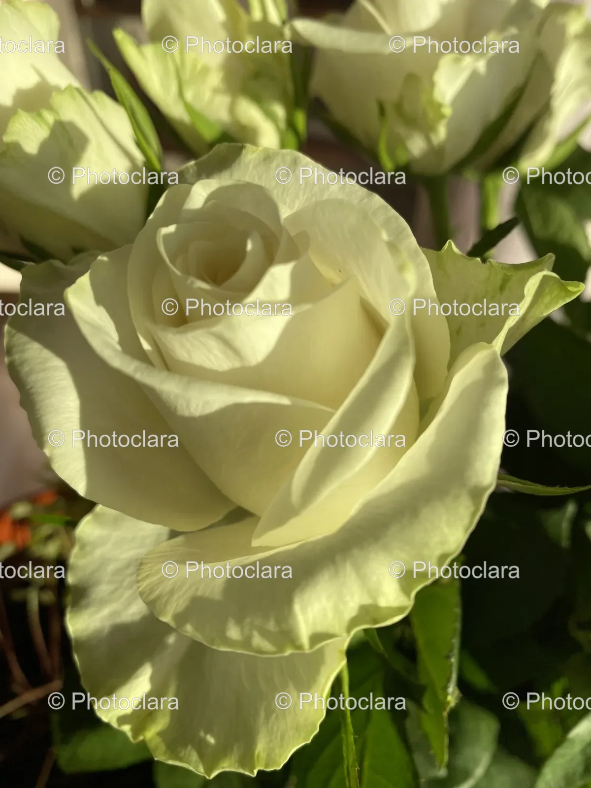 Close-Up-of-a-White-Rose.jpg