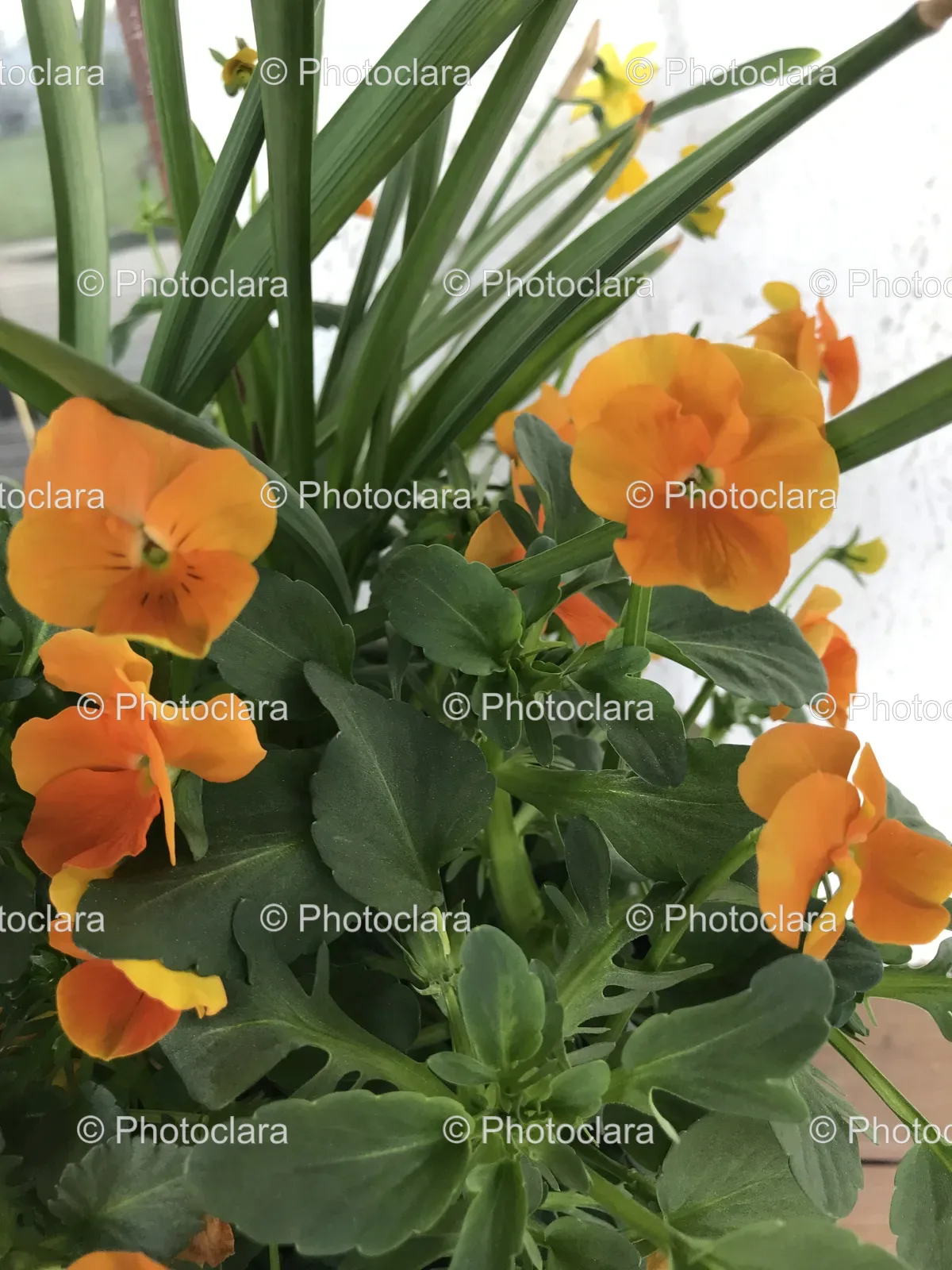 close-up-orange-flowers.jpg