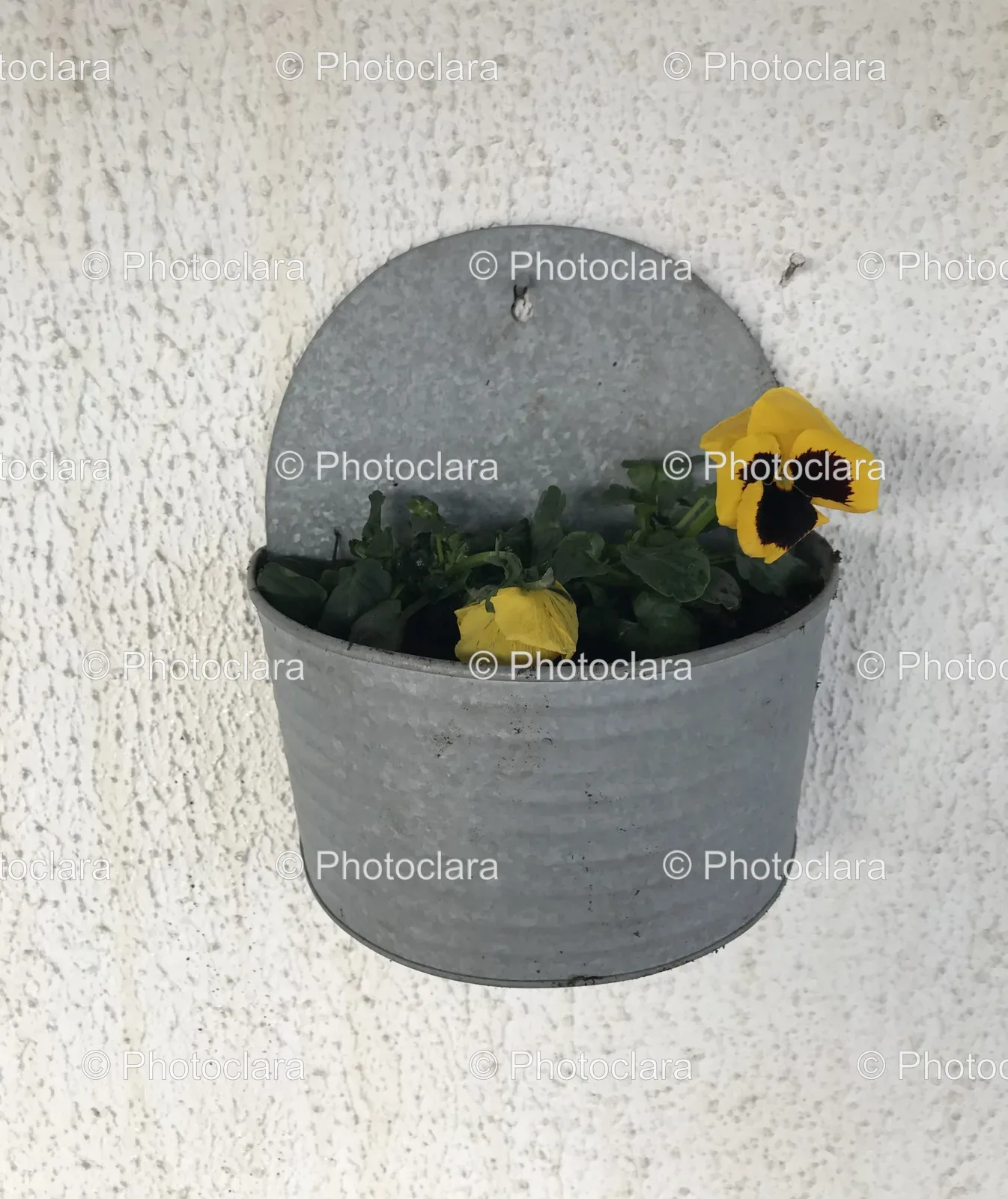 Potted-Plant-Yellow-Flower.jpg