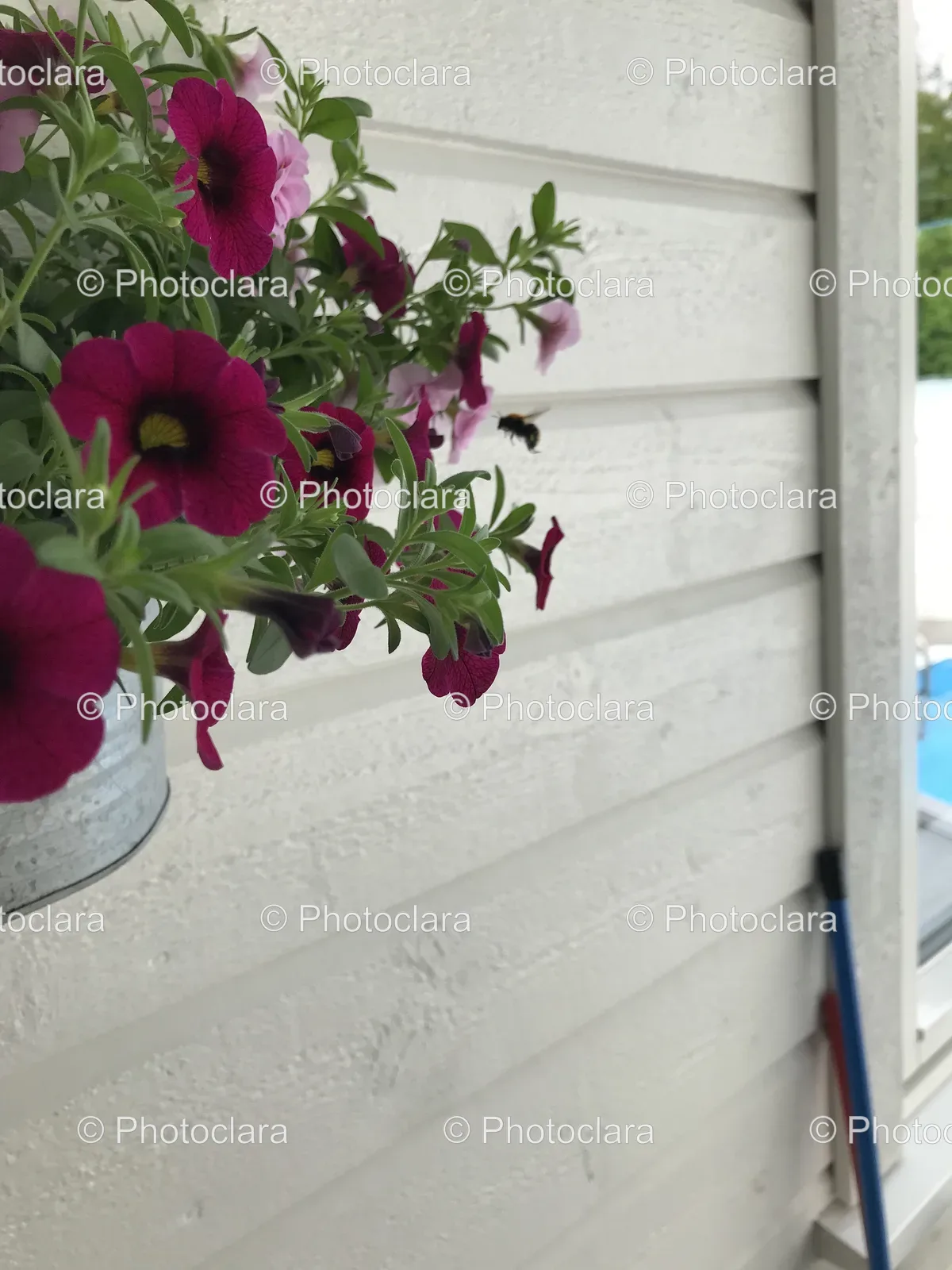 Purple-Flowers-in-a-Pot.jpg