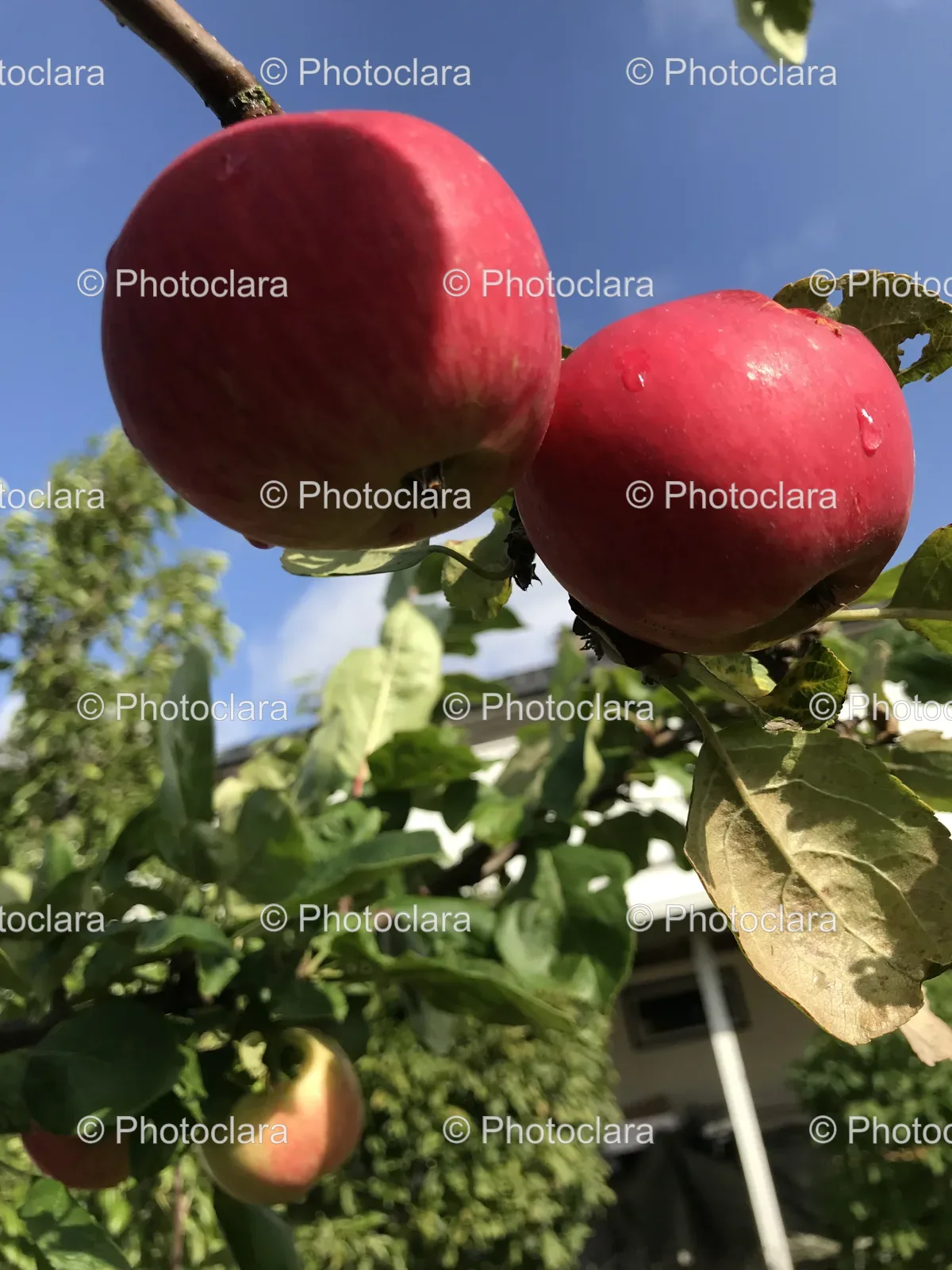 ripe-apples-on-tree.jpg