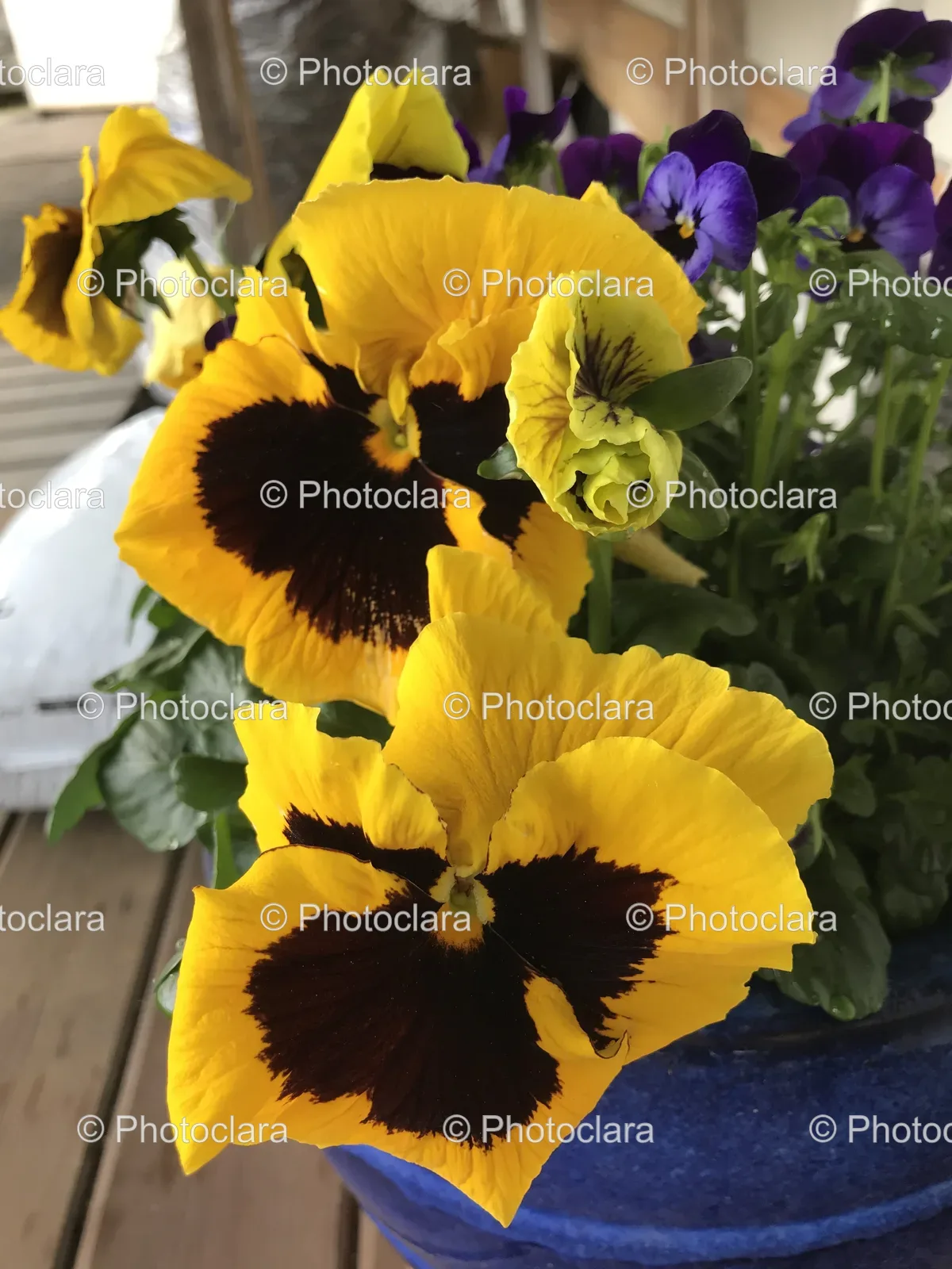 Yellow-and-Purple-Flowers-in-a-Pot.jpg