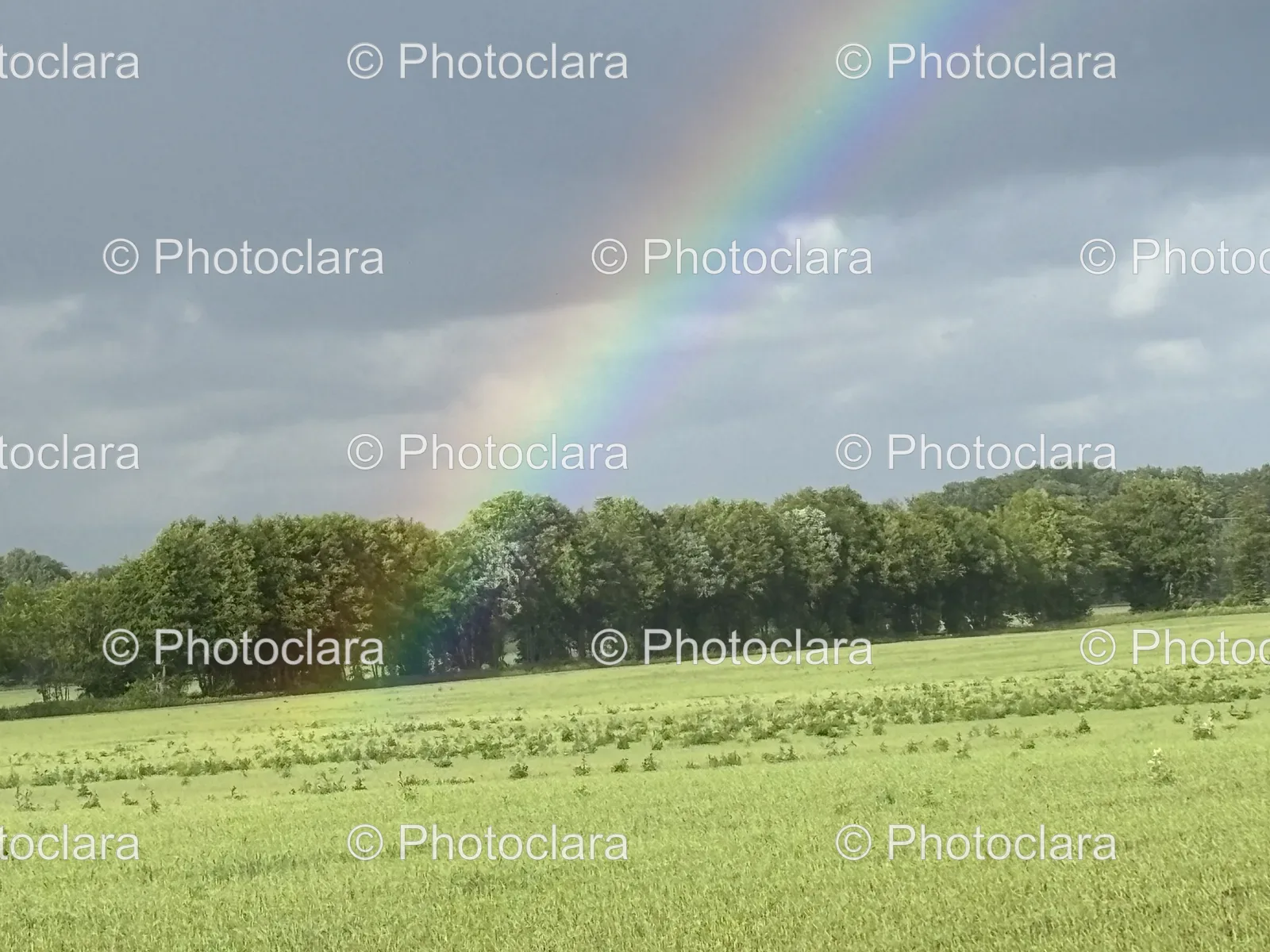 Rainbow-Over-Field-of-Trees.jpg