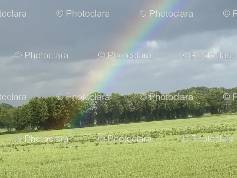 Rainbows and Forests