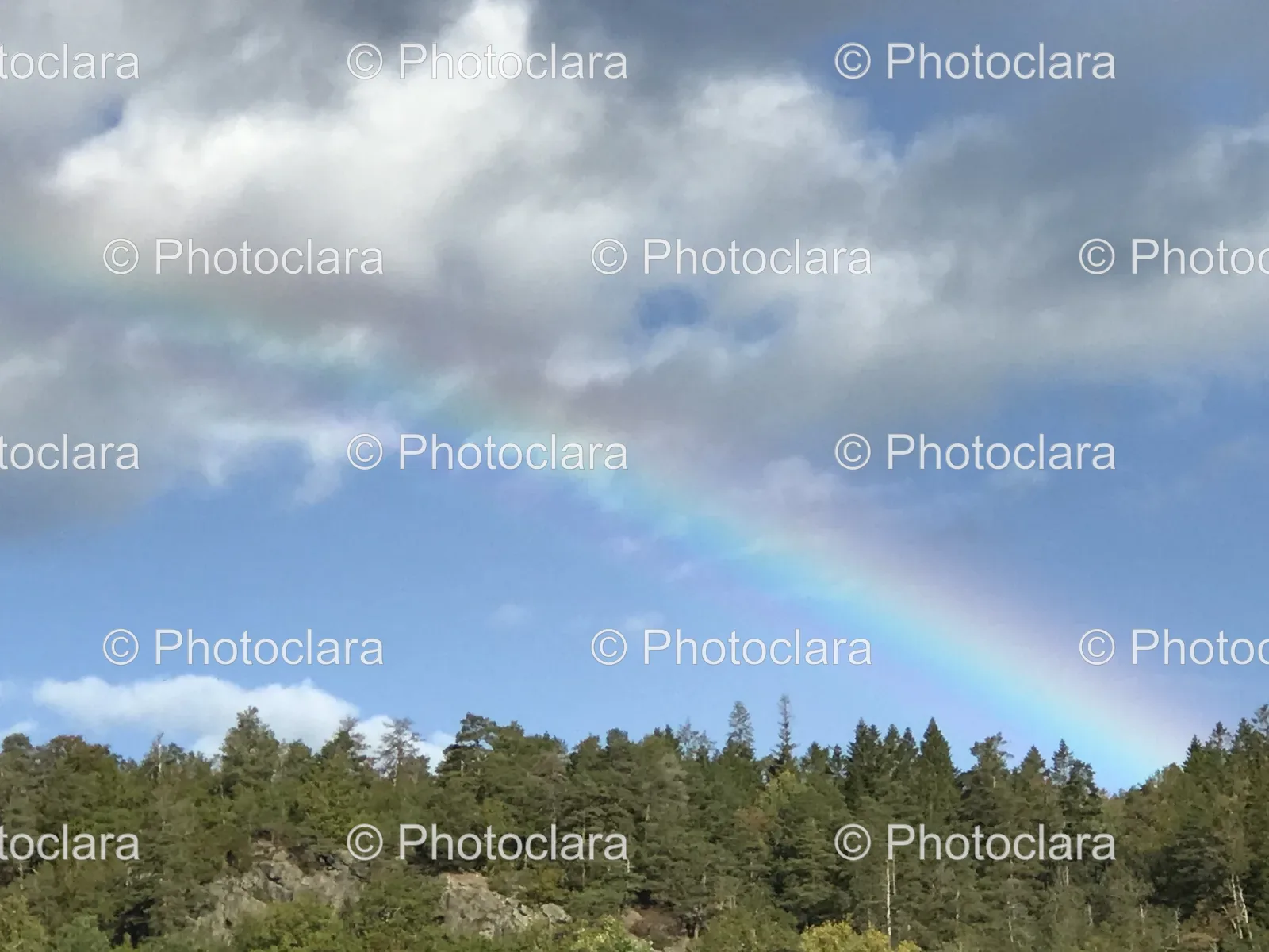 Rainbow-Over-Forest.jpg