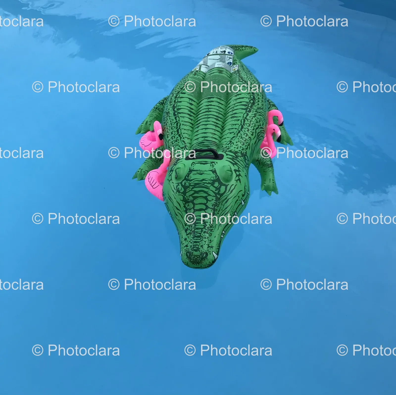 Floating-Alligator-in-Serene-Waters.jpg