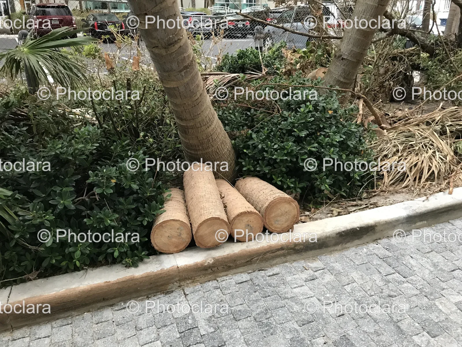 Logs-by-the-Roadside.jpg