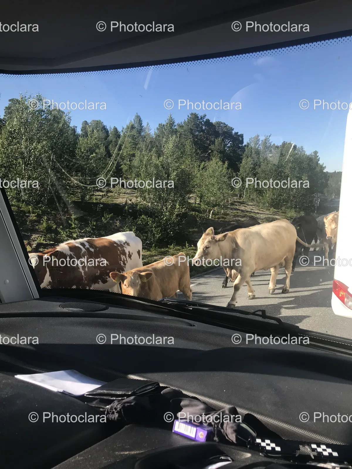 Cows-Walking-on-a-Rural-Road.jpg
