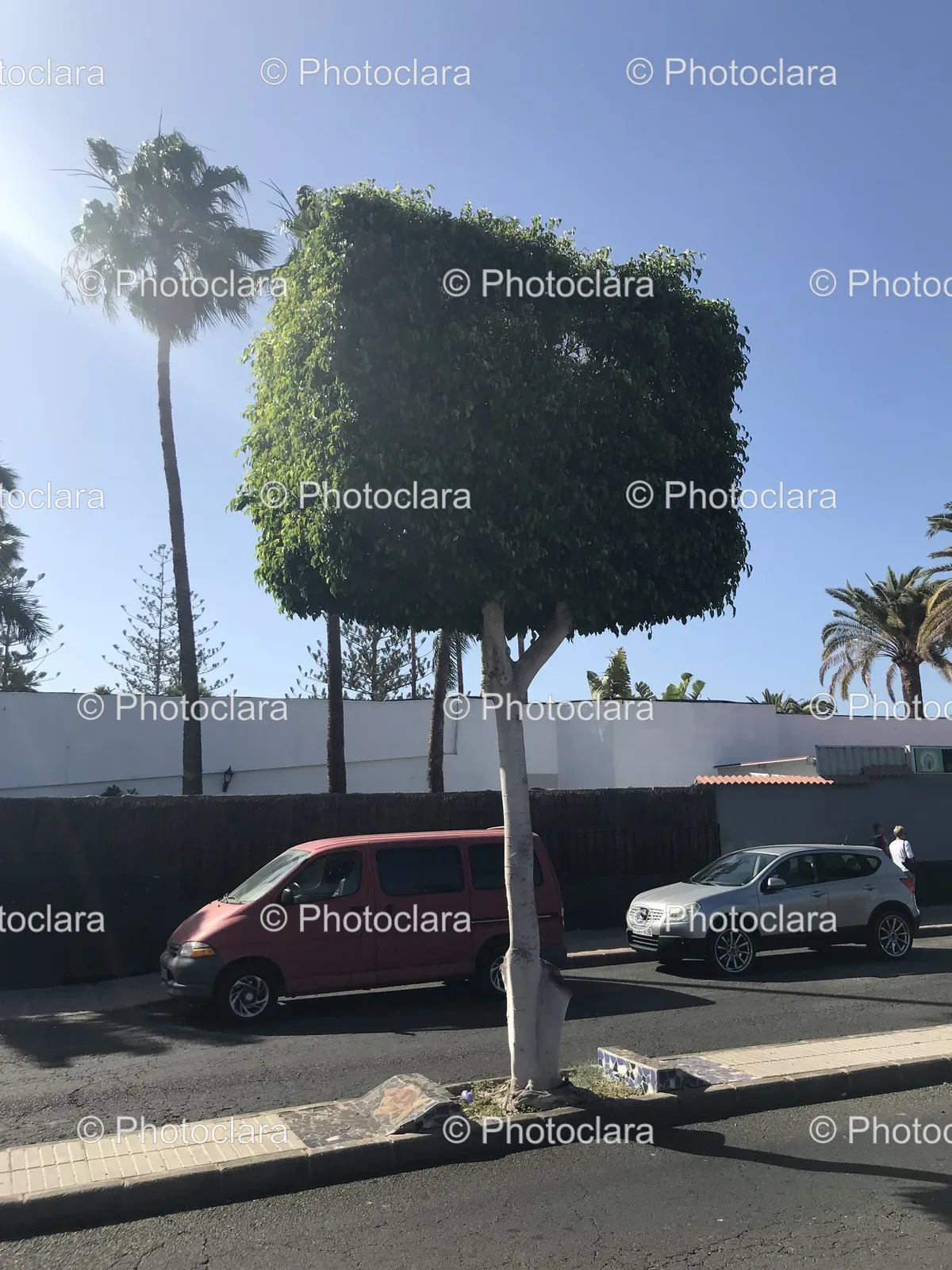 roadside-tree.jpg