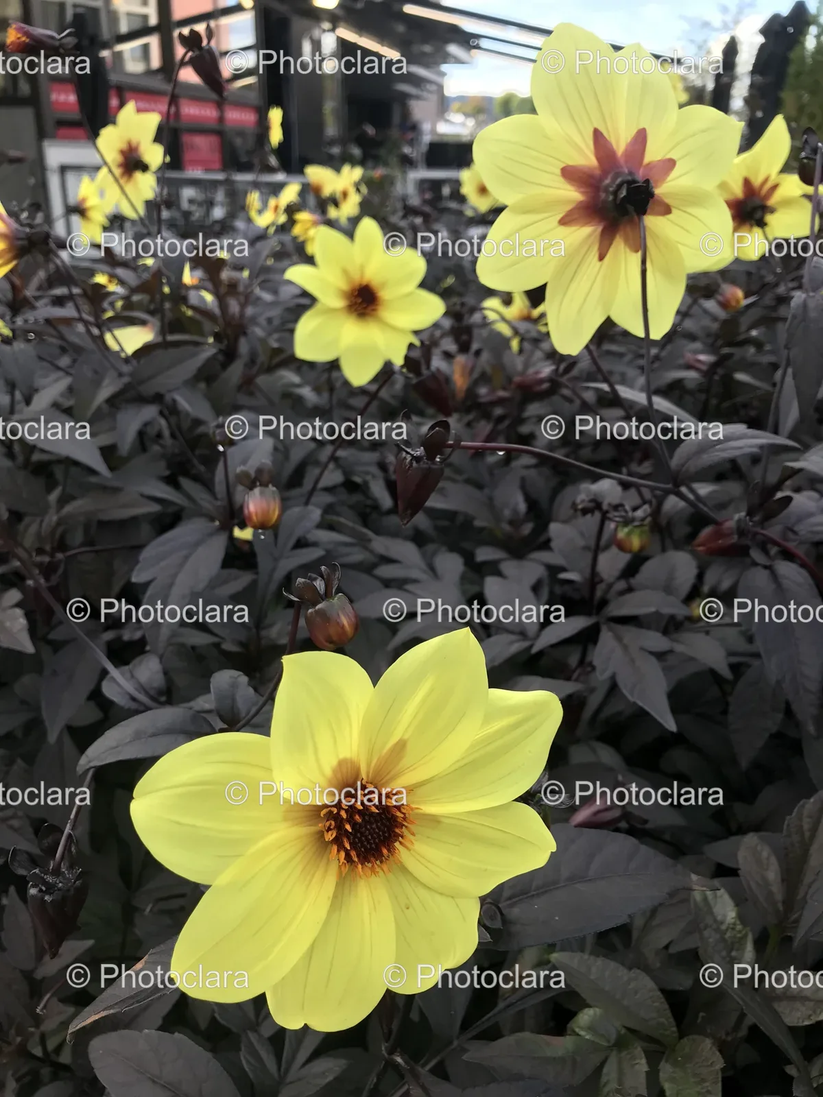 Blooming-Yellow-Flowers.jpg
