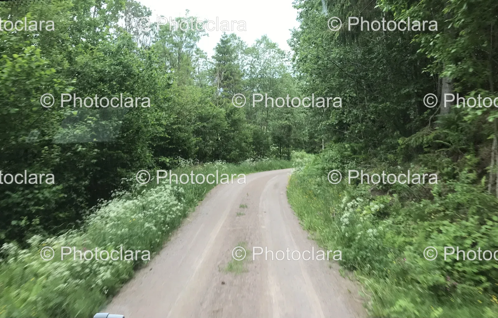 Serene-Dirt-Road-Through-Lush-Forest.jpg
