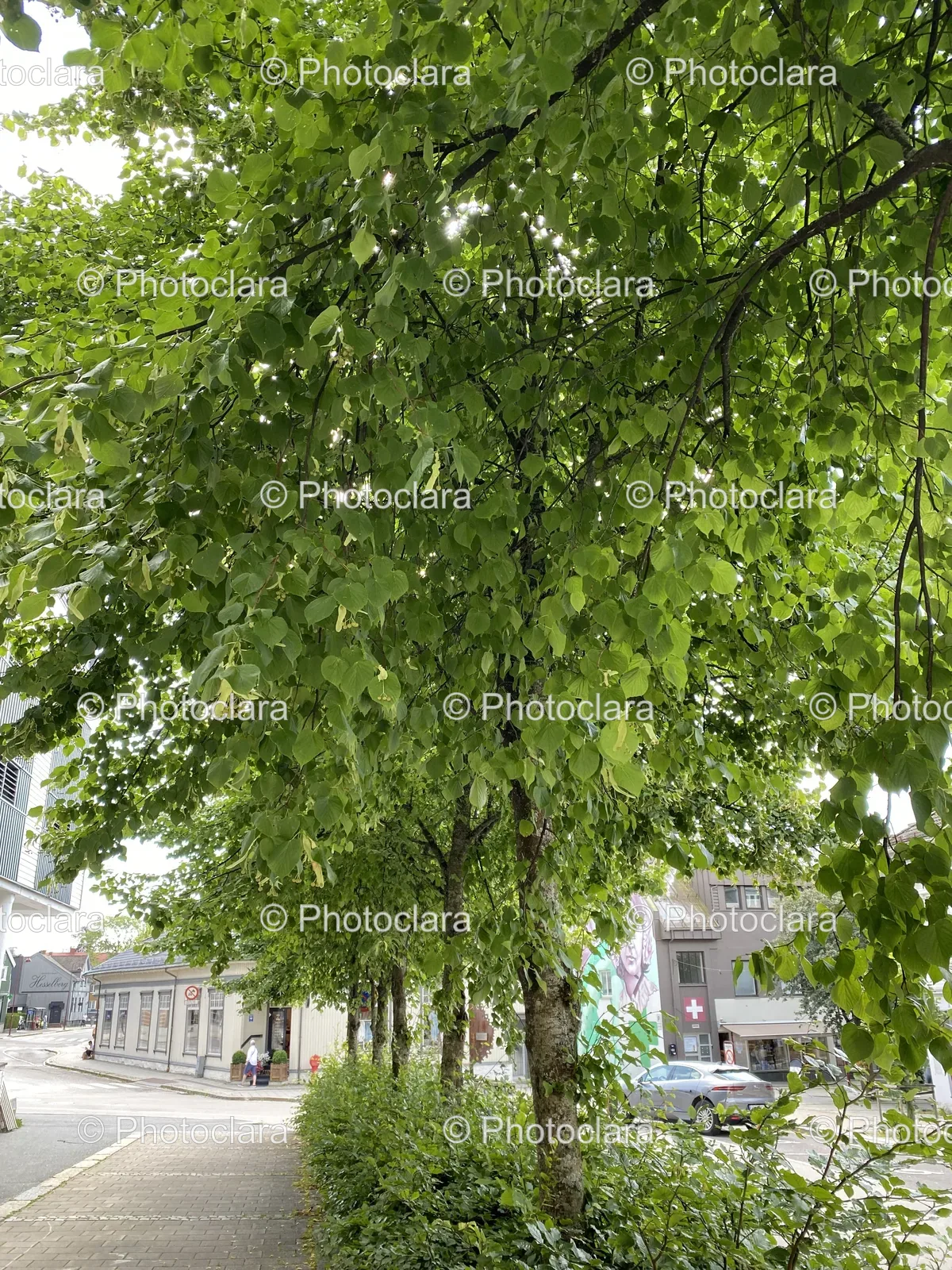 majestic-tree-in-urban-setting.jpg
