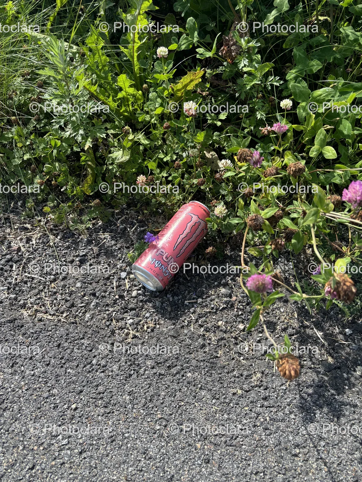 Pipe-Amidst-Pink-Flowers.jpg