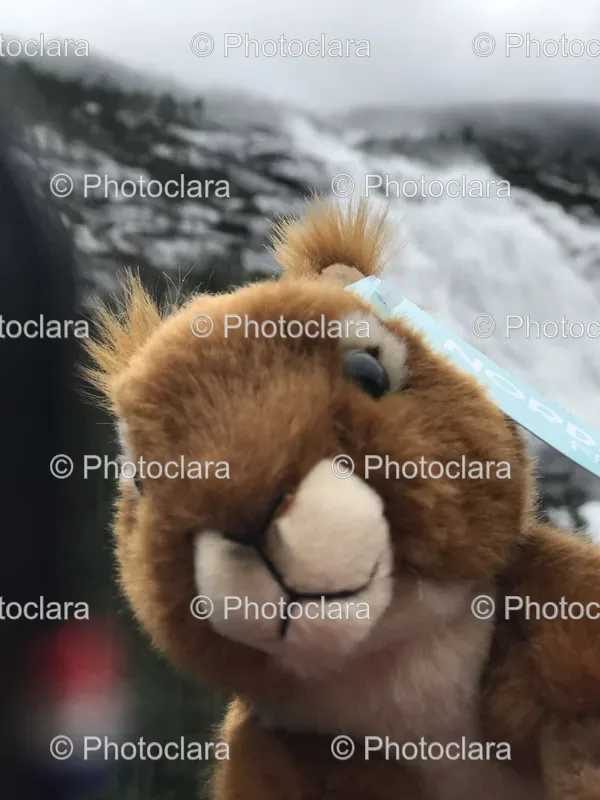 Waterfalls and Teddies