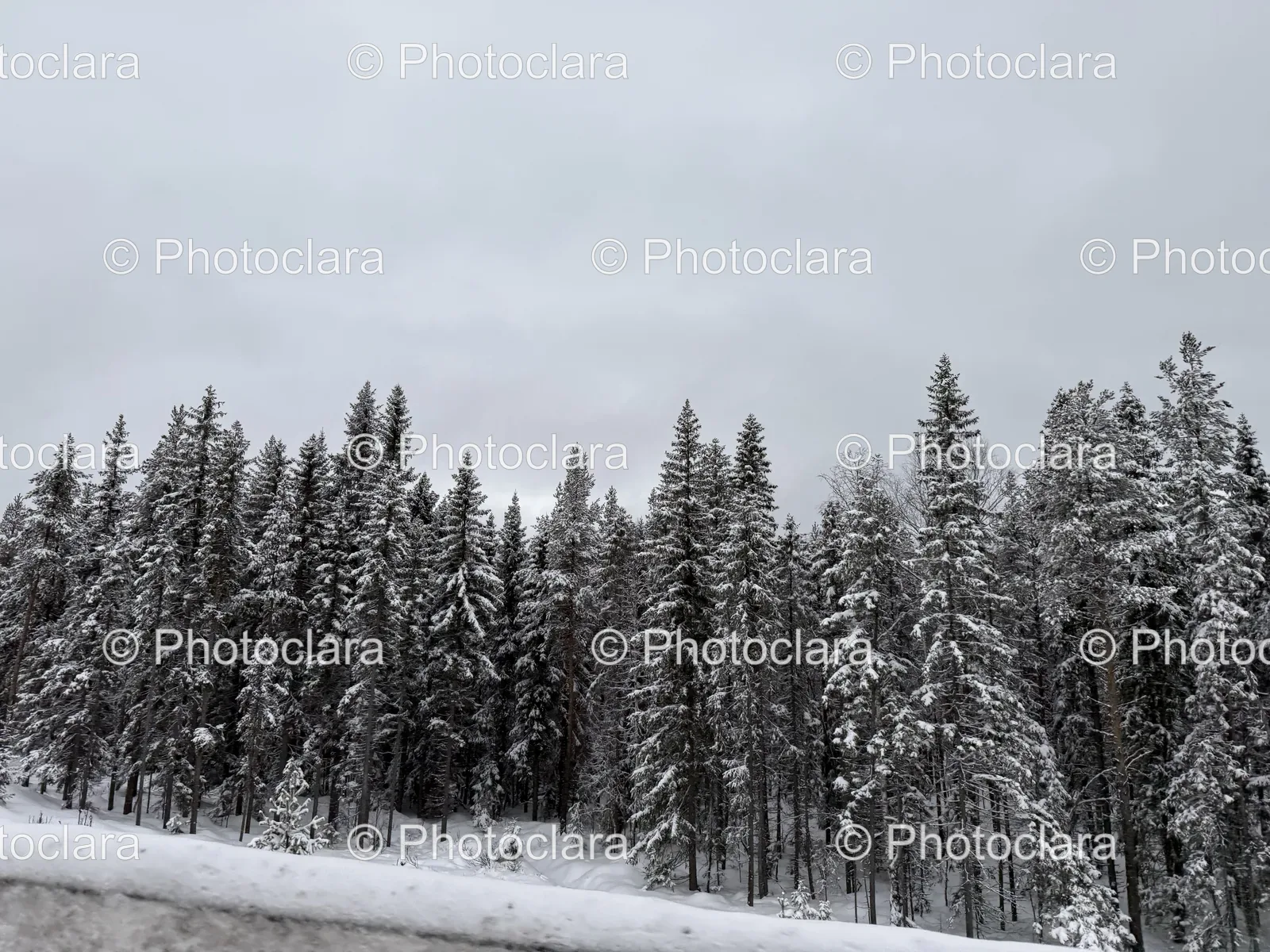 Ethereal-Snowy-Forest.jpg