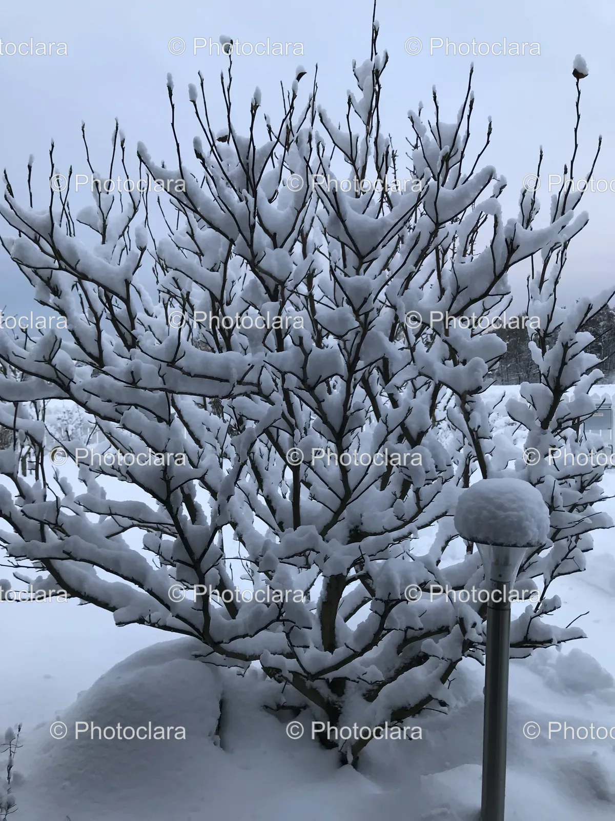 snow-covered-tree-in-winter-storm.jpg
