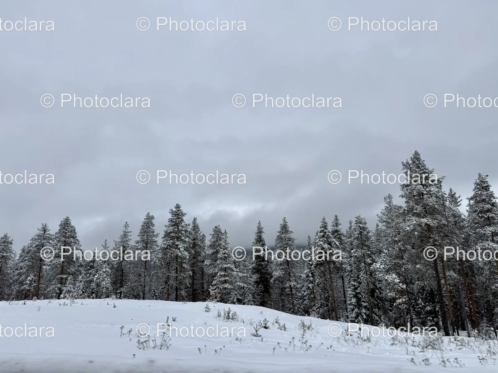 Snowy-Landscape-with-Trees-and-Cloudy-Sky.jpg