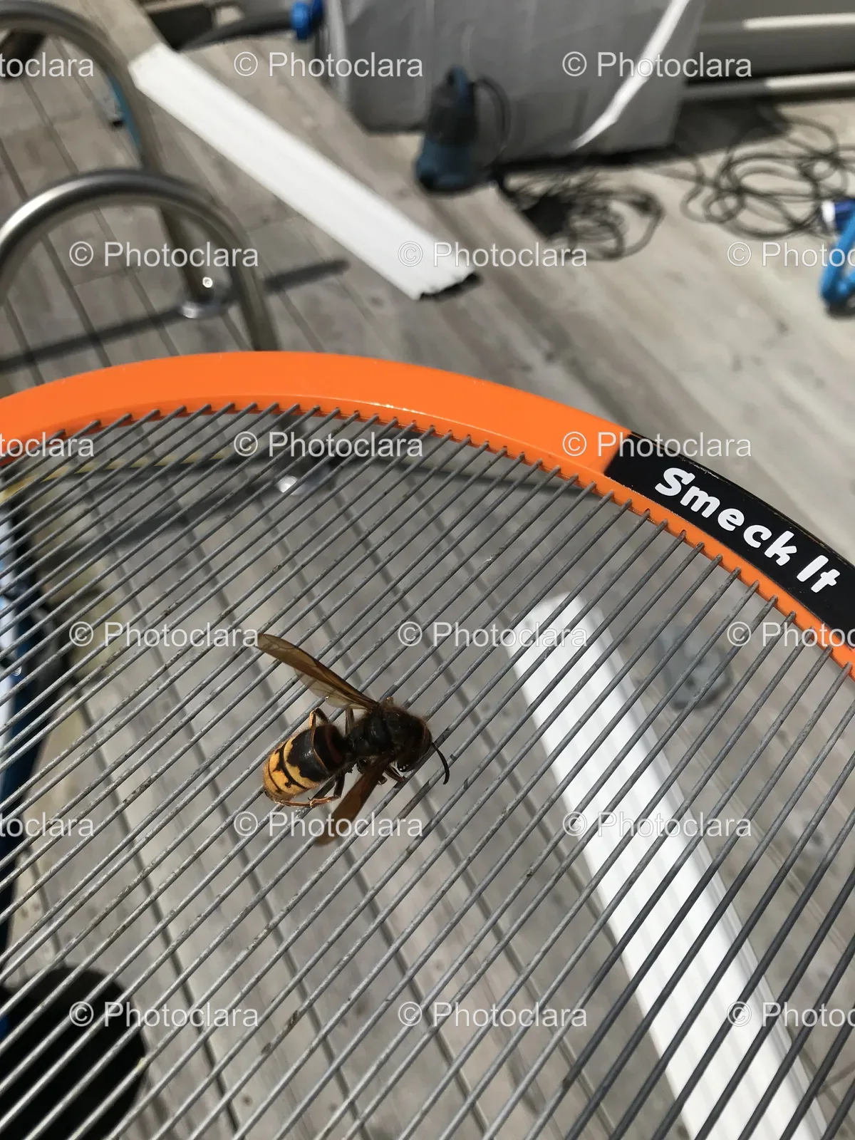 Bee-on-a-Tennis-Racket.jpg