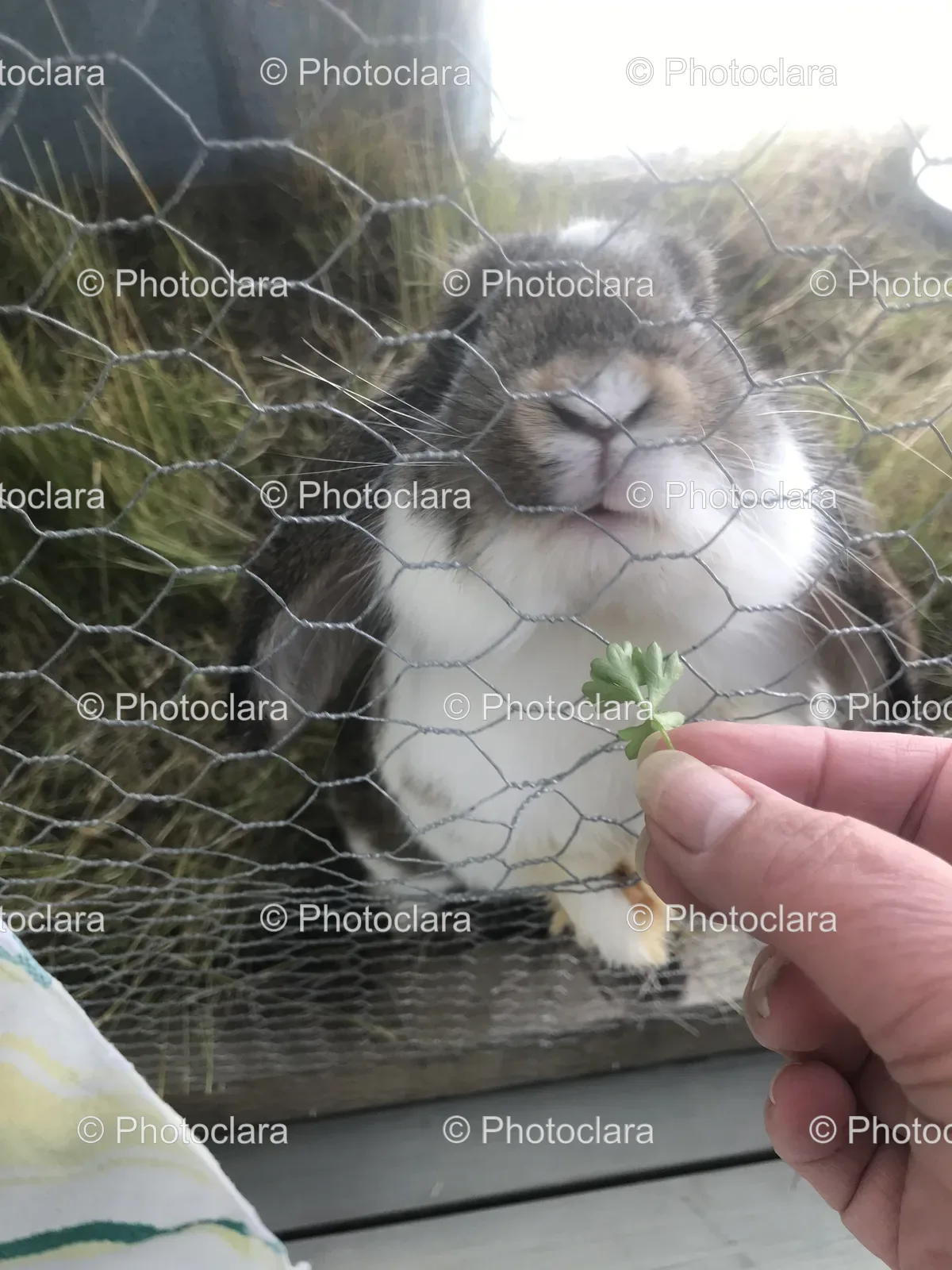 Feeding-a-Rabbit-Through-a-Fence.jpg