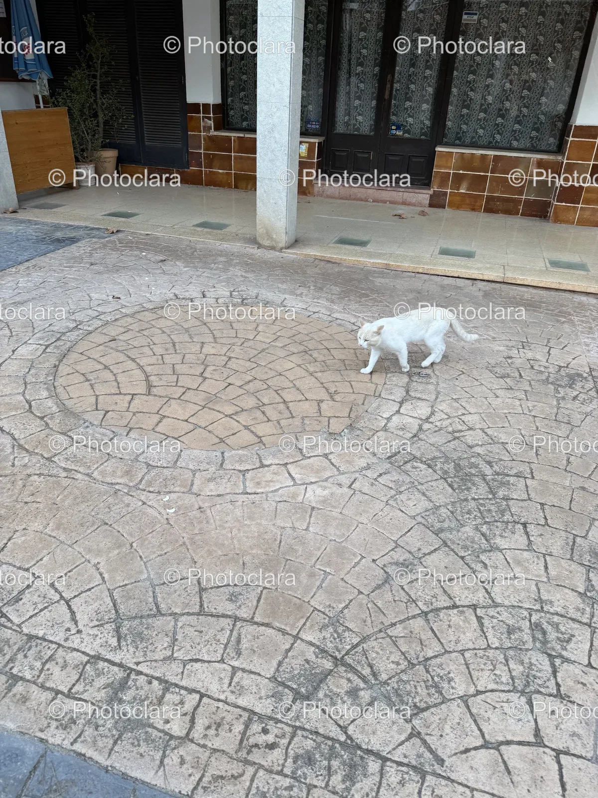 white-cat-stone-walkway.jpg