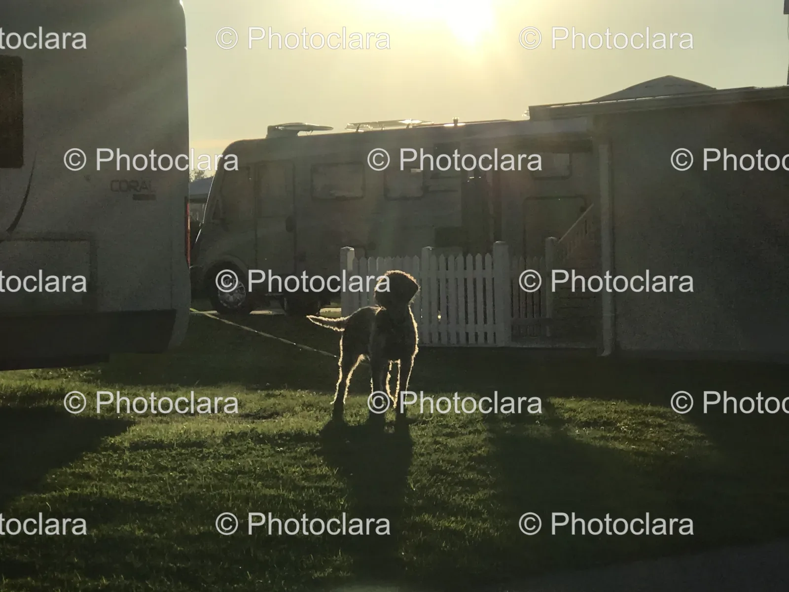 dog-in-grassy-area.jpg
