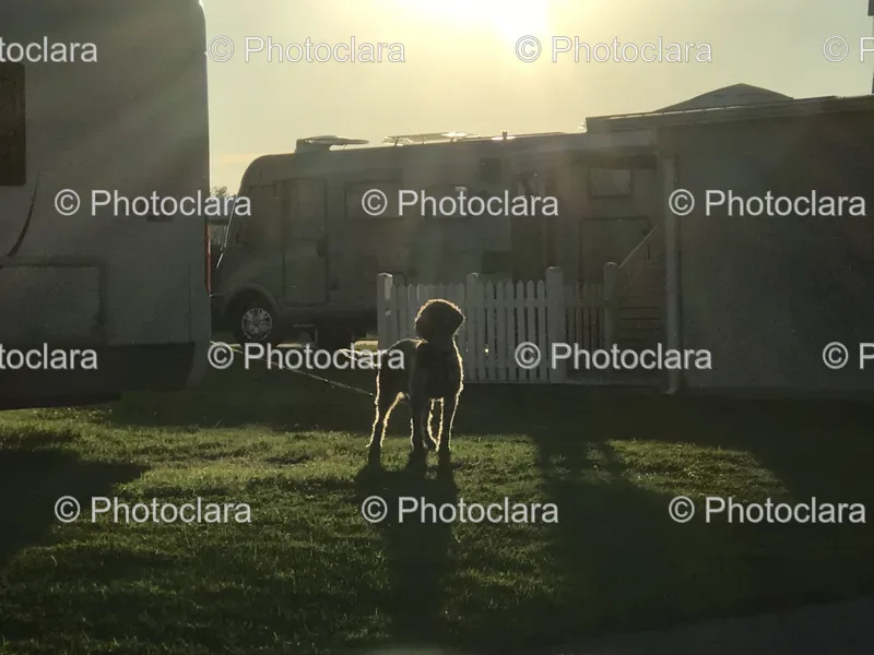 Dogs and Grassy Spaces