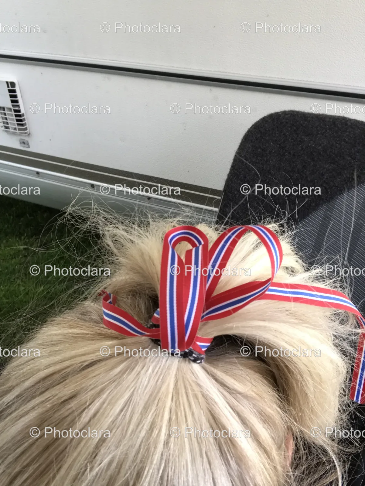 Dog-Relaxing-Grass-Hair-Ponytail.jpg