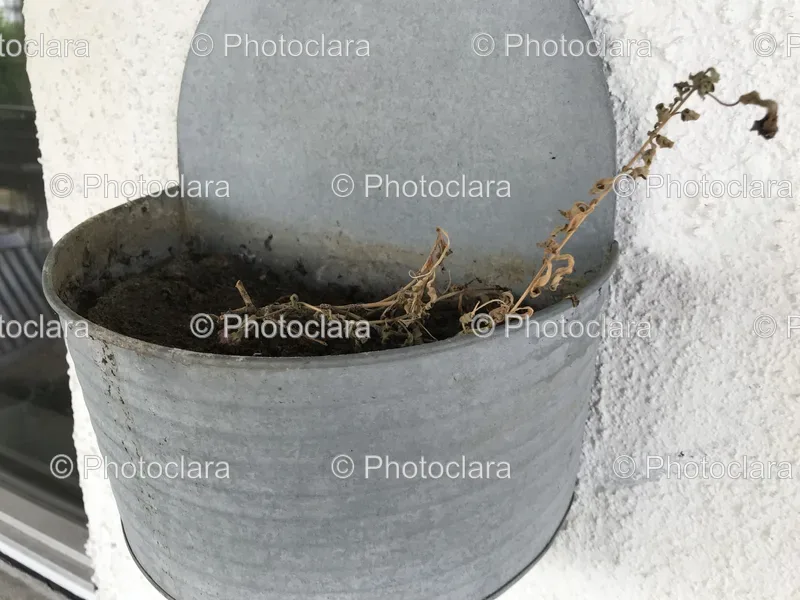 Plants and Pots