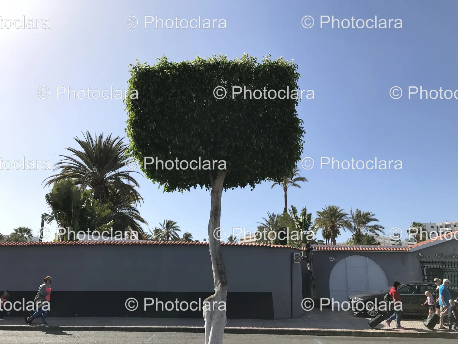 tree-with-square-shaped-top.jpg