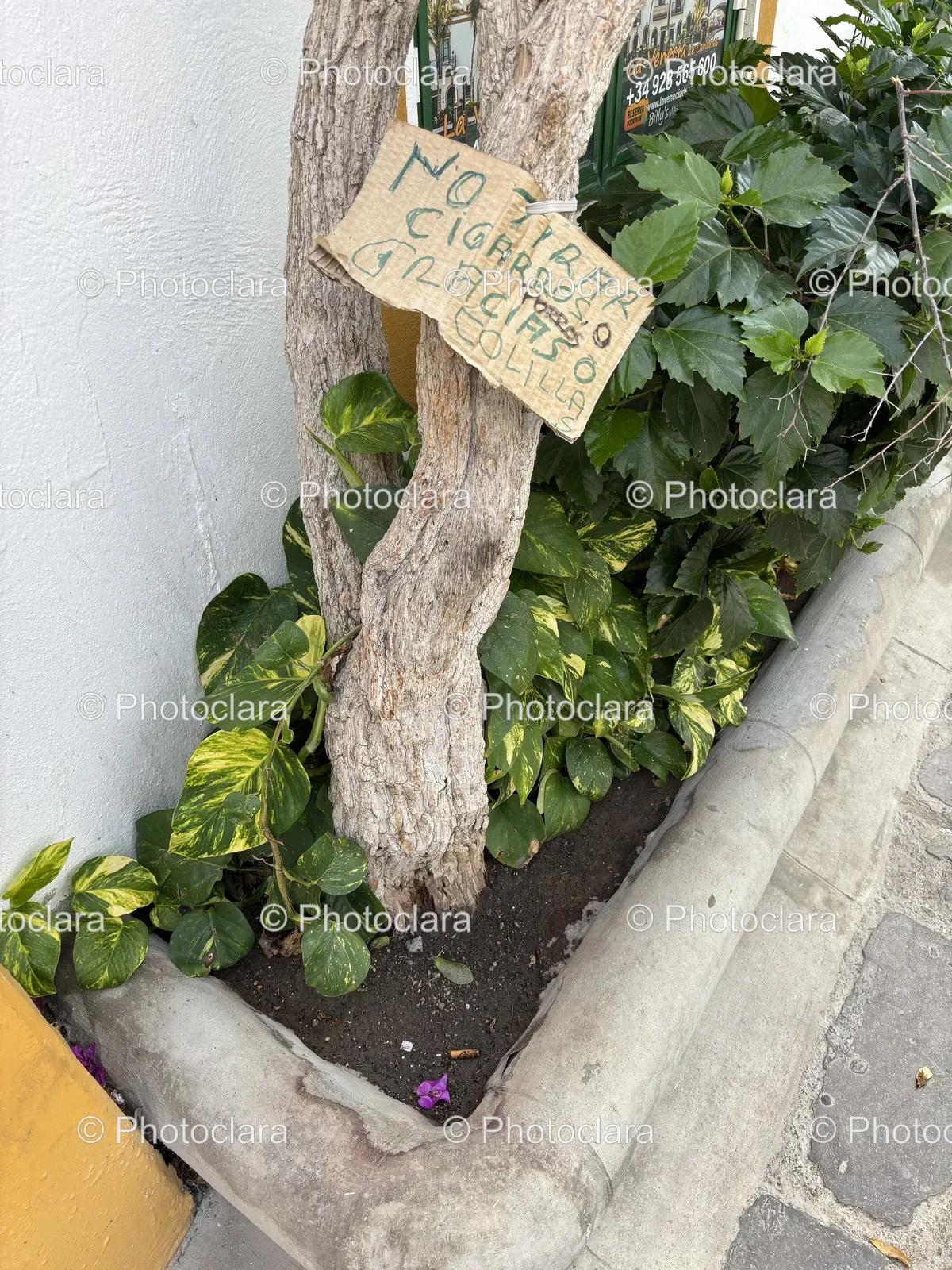 Tree-Trunk-Signage-Canary-Islands.jpg