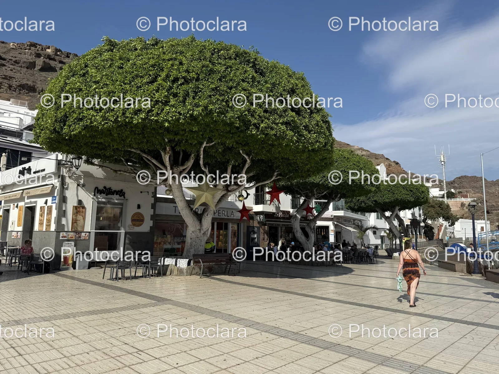 Tree-on-a-Sidewalk.jpg