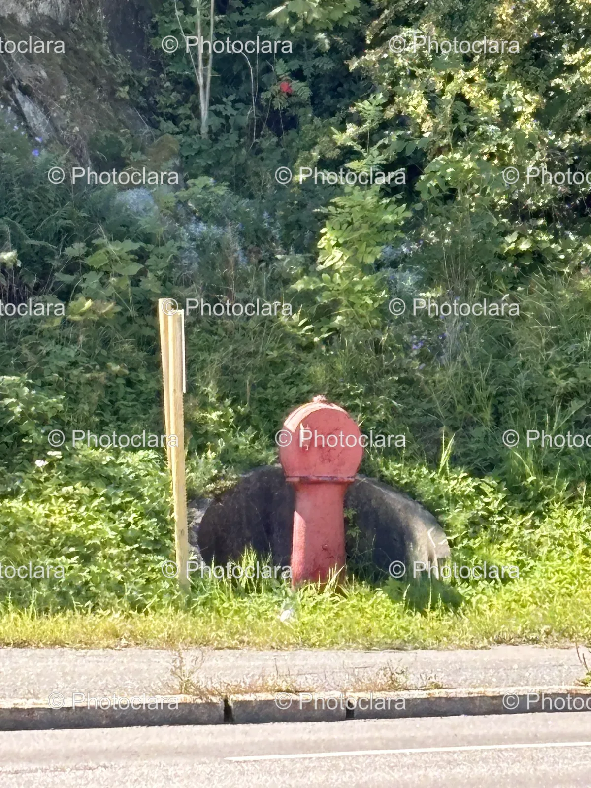 bright-red-fire-hydrant-on-road.jpg