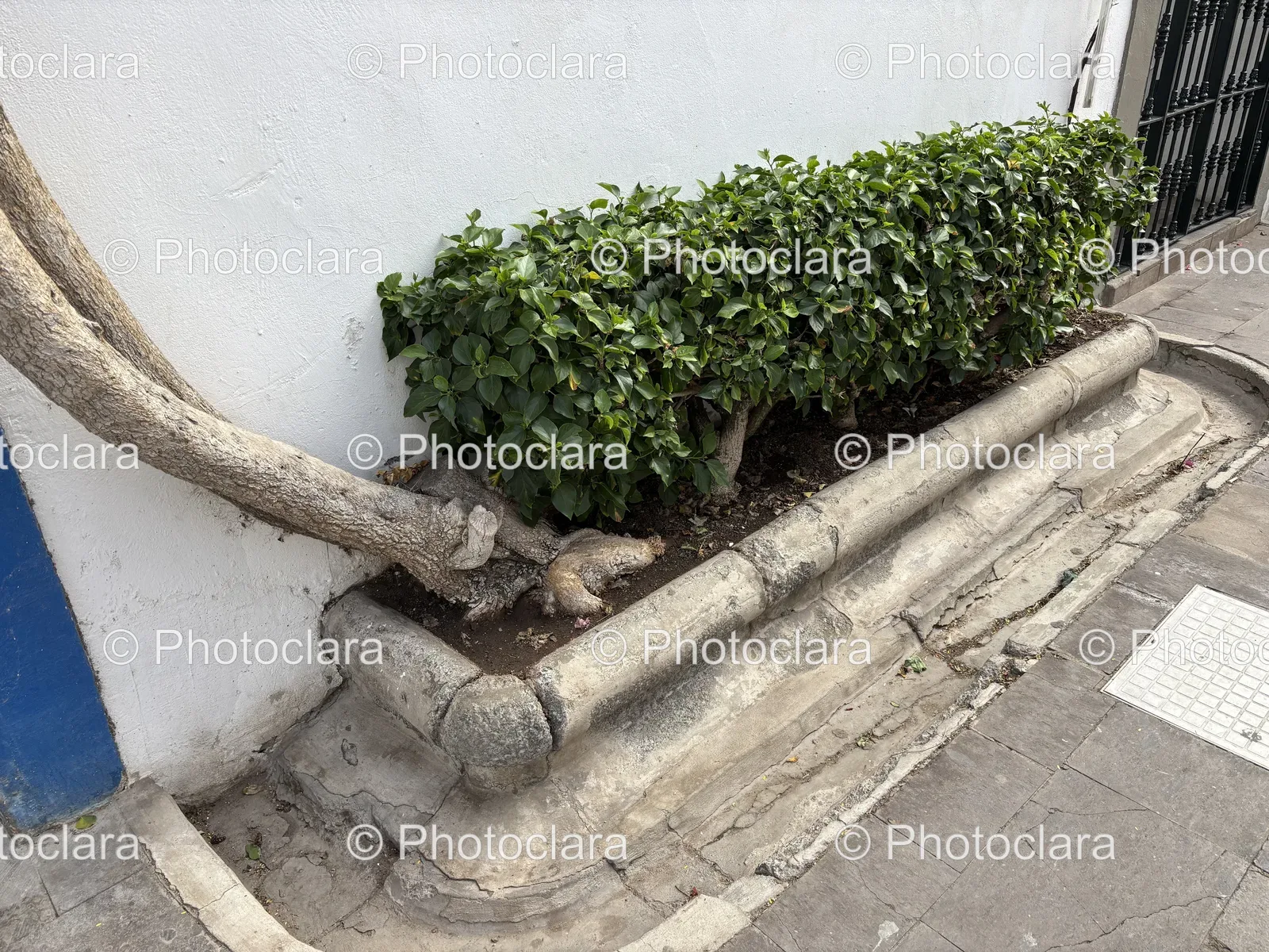 Tree-Growing-in-a-Gutter.jpg