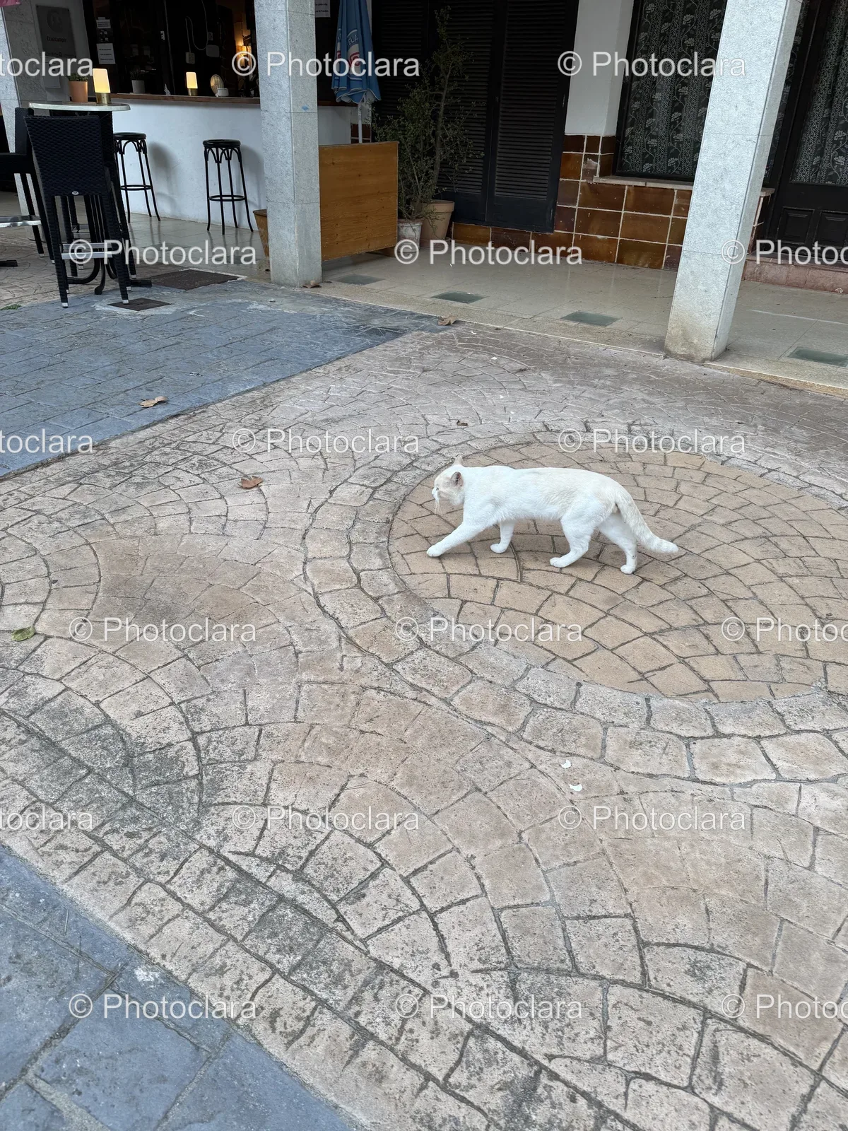 white-cat-on-stone-surface.jpg
