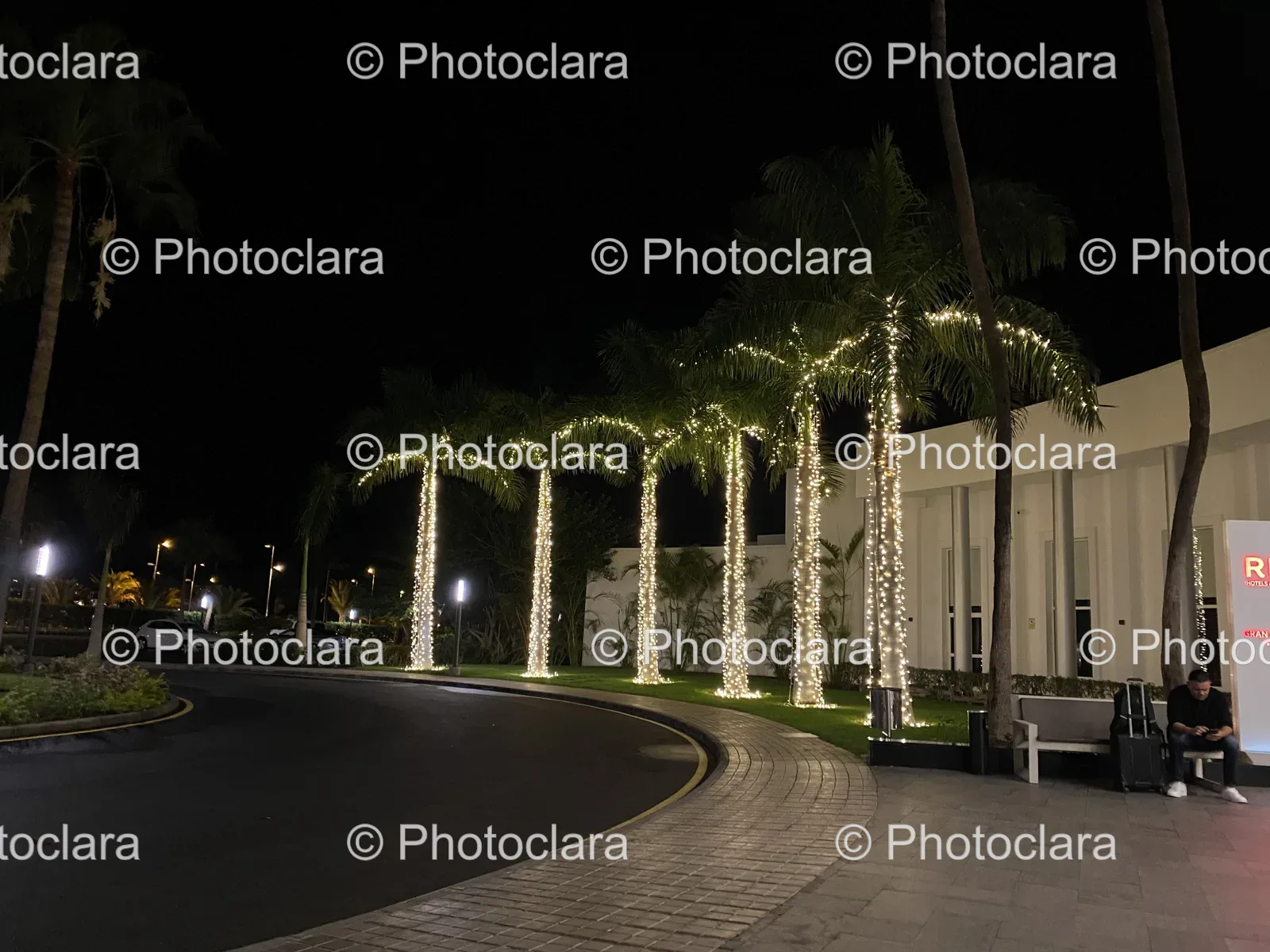 illuminated-palm-trees-along-nighttime-road.jpg