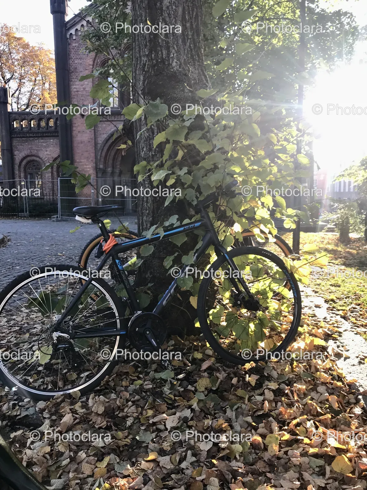 Bicycle-Leaning-Against-Tree.jpg