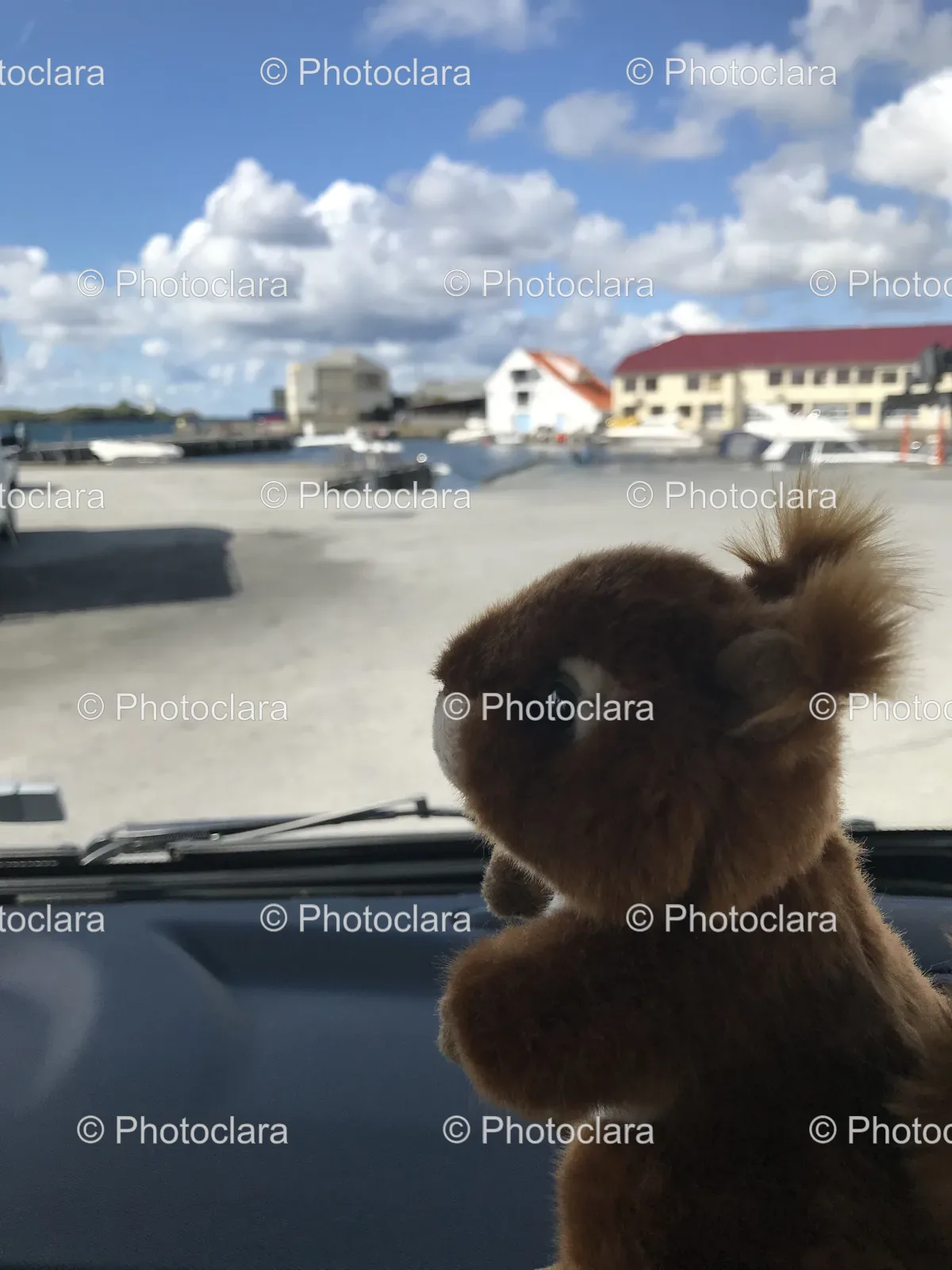 Stuffed-Animal-on-a-Car.jpg