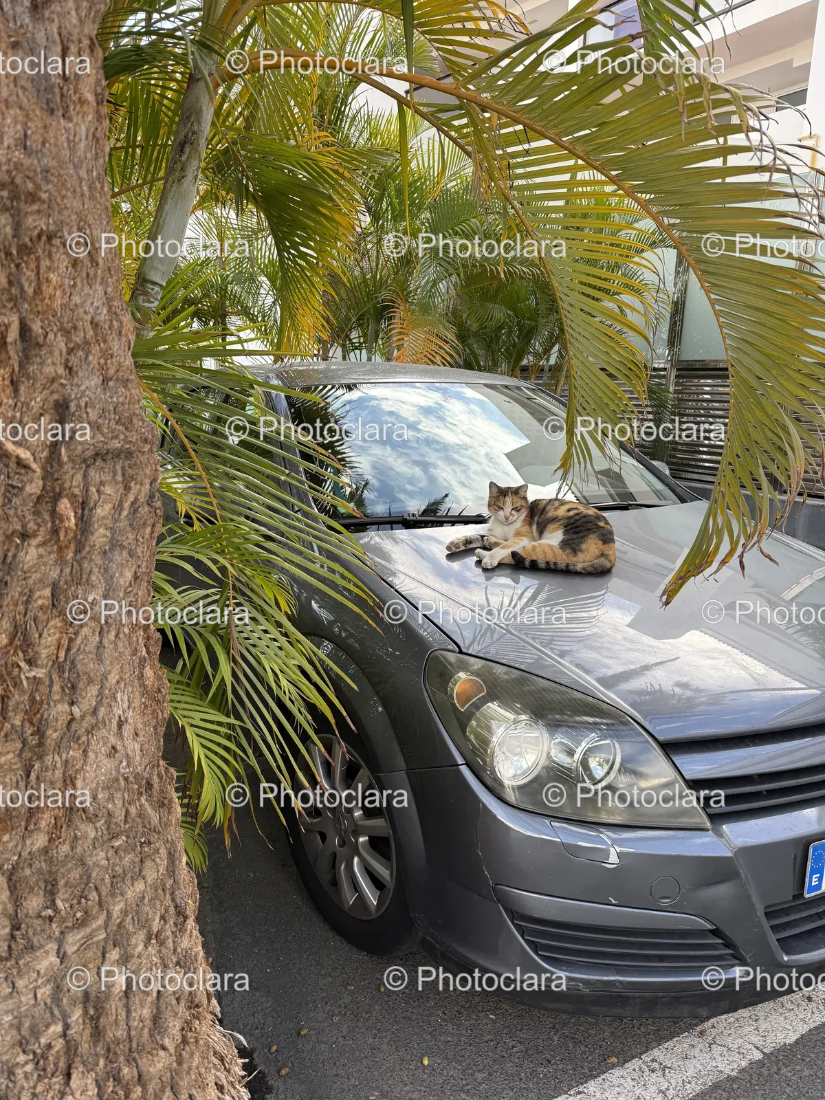 Cat-Relaxing-on-Car-Hood.jpg