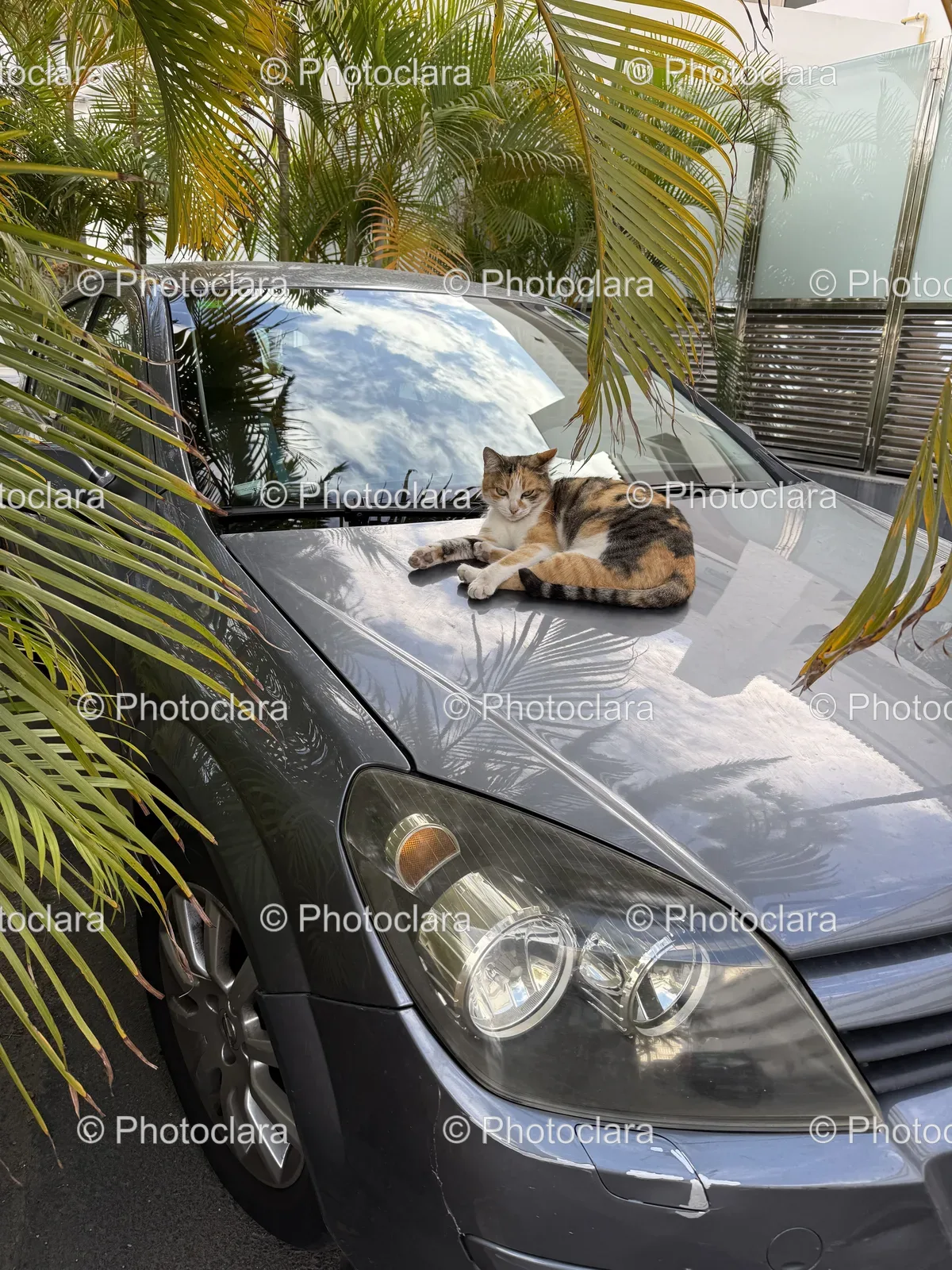 Relaxed-Cat-on-Car-Hood.jpg