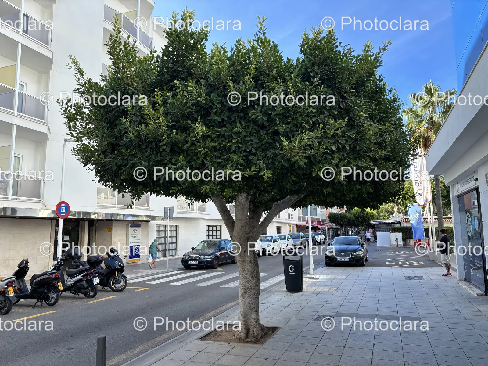 countryside-roadside-tree-parked-cars.jpg