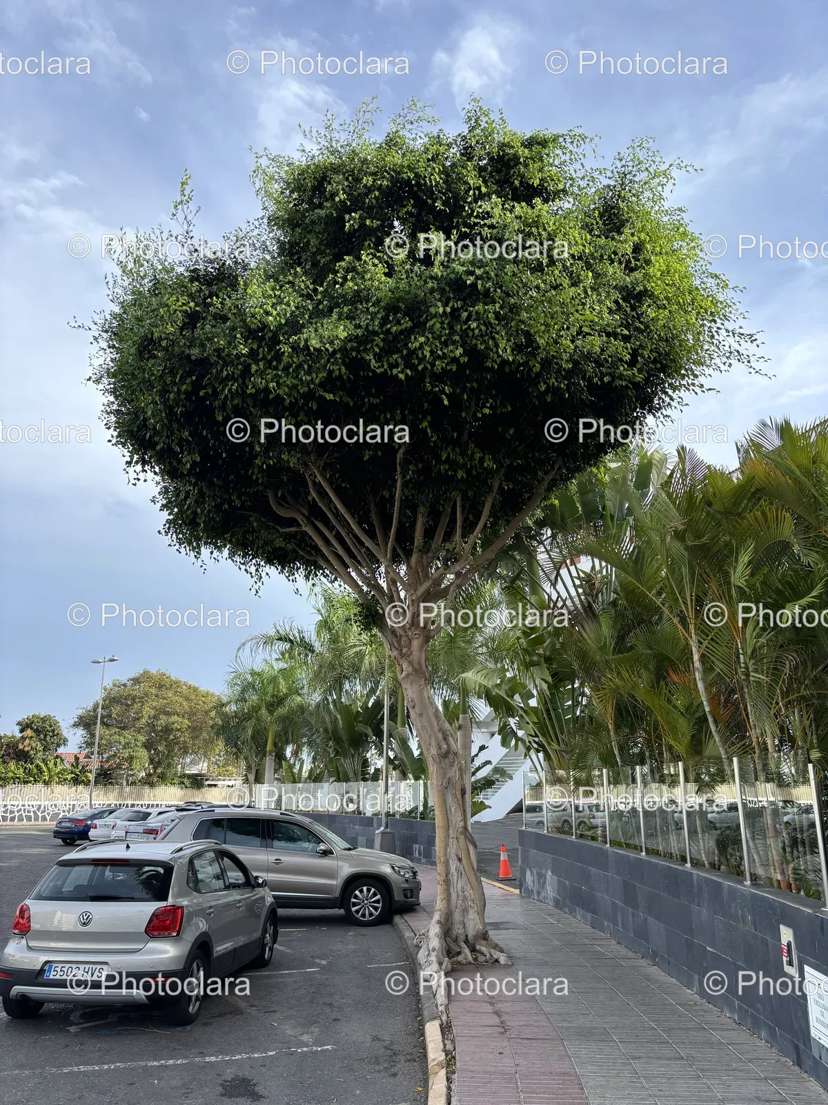 Tree-by-the-Roadside.jpg
