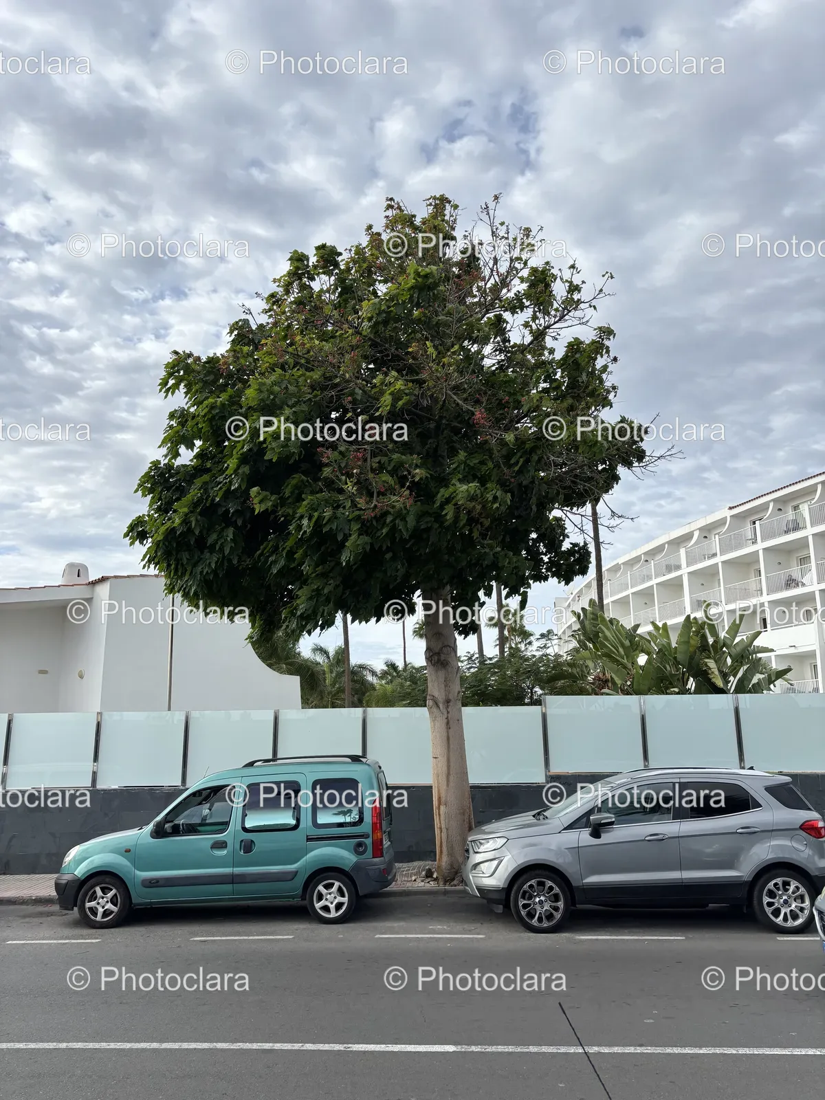 quiet-parking-shade-tree-car.jpg