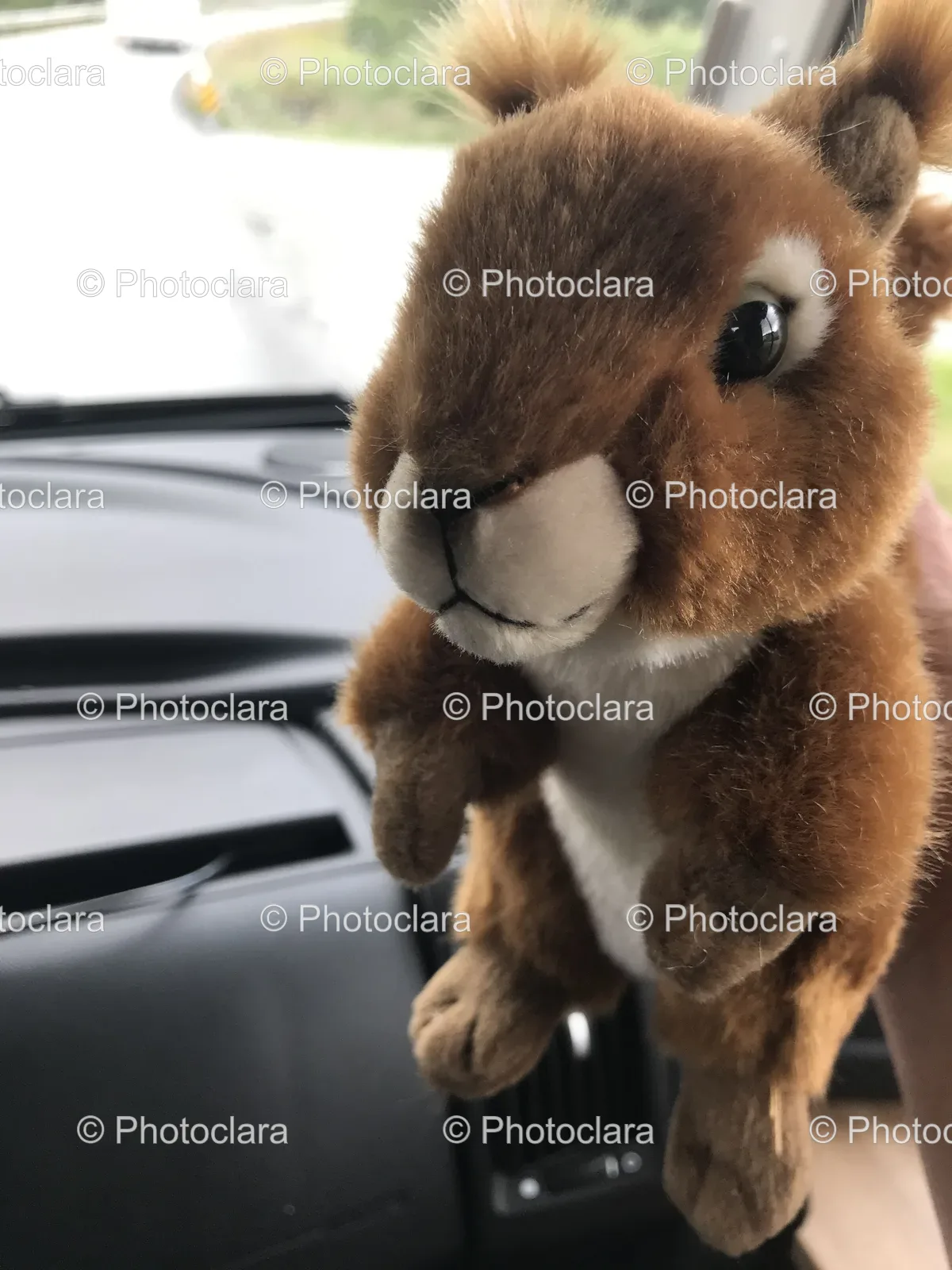 cute-teddy-bear-in-car-interior.jpg
