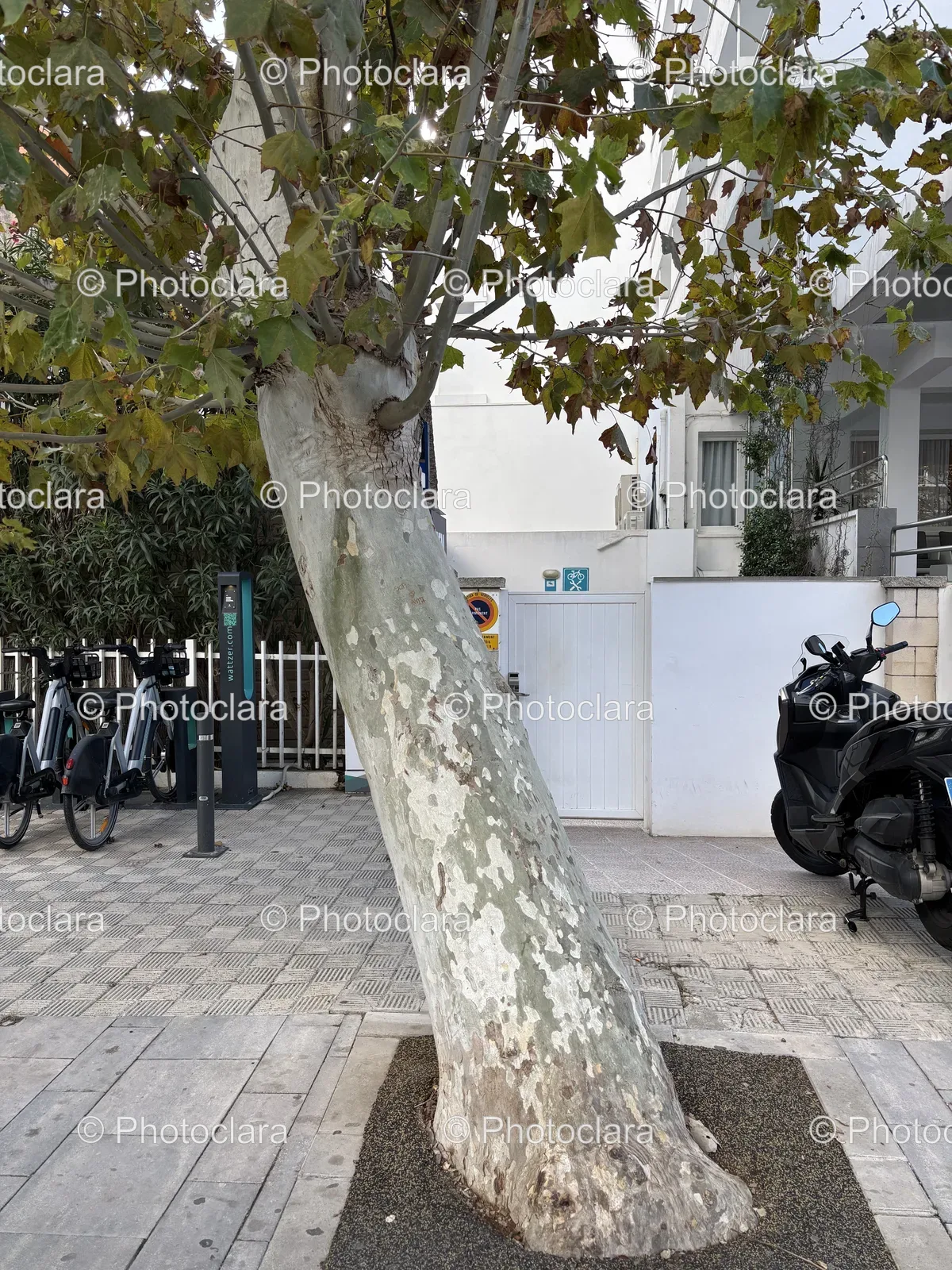 Tree-Trunk-Motorcycle-Wheel.jpg