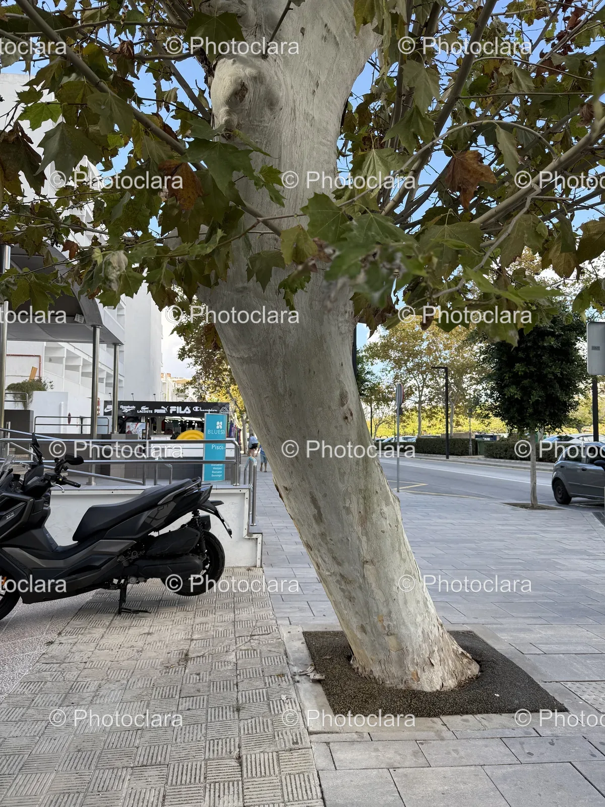 Scooter-Leaning-Against-Tree-Trunk.jpg