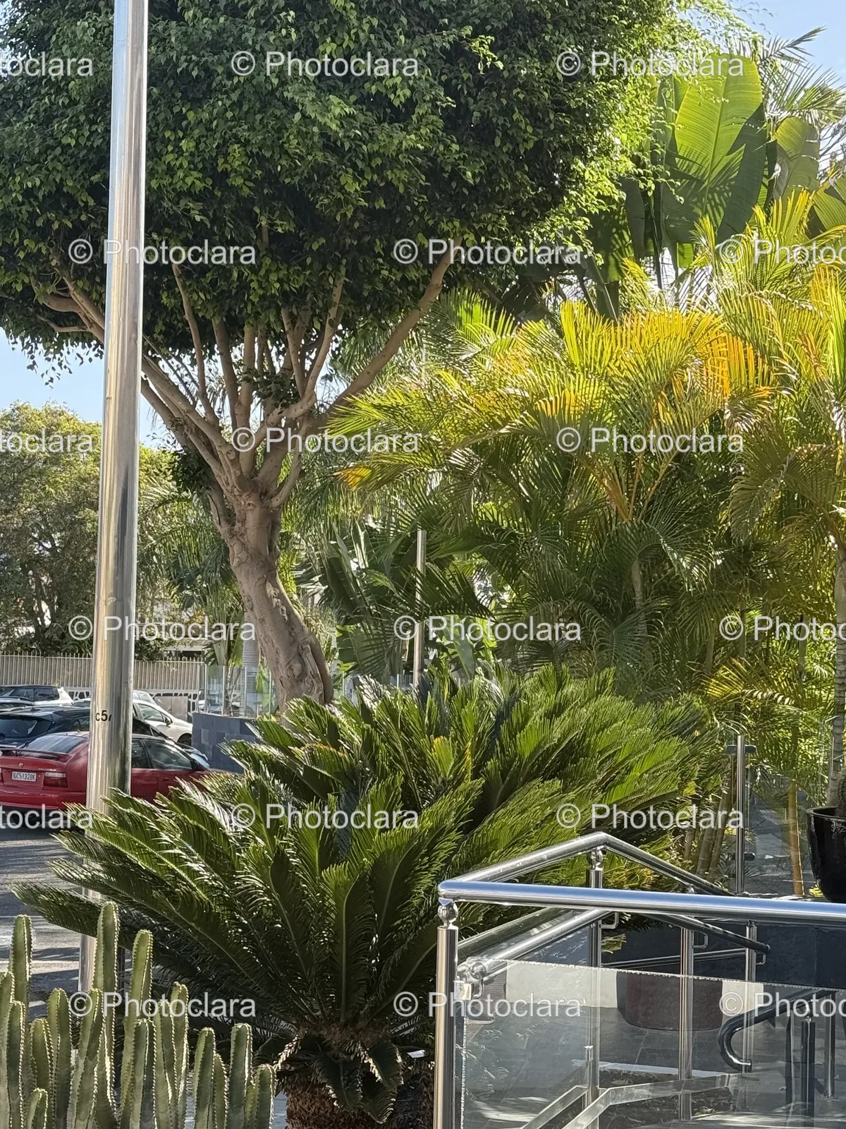 urban-scene-vehicles-trees.jpg